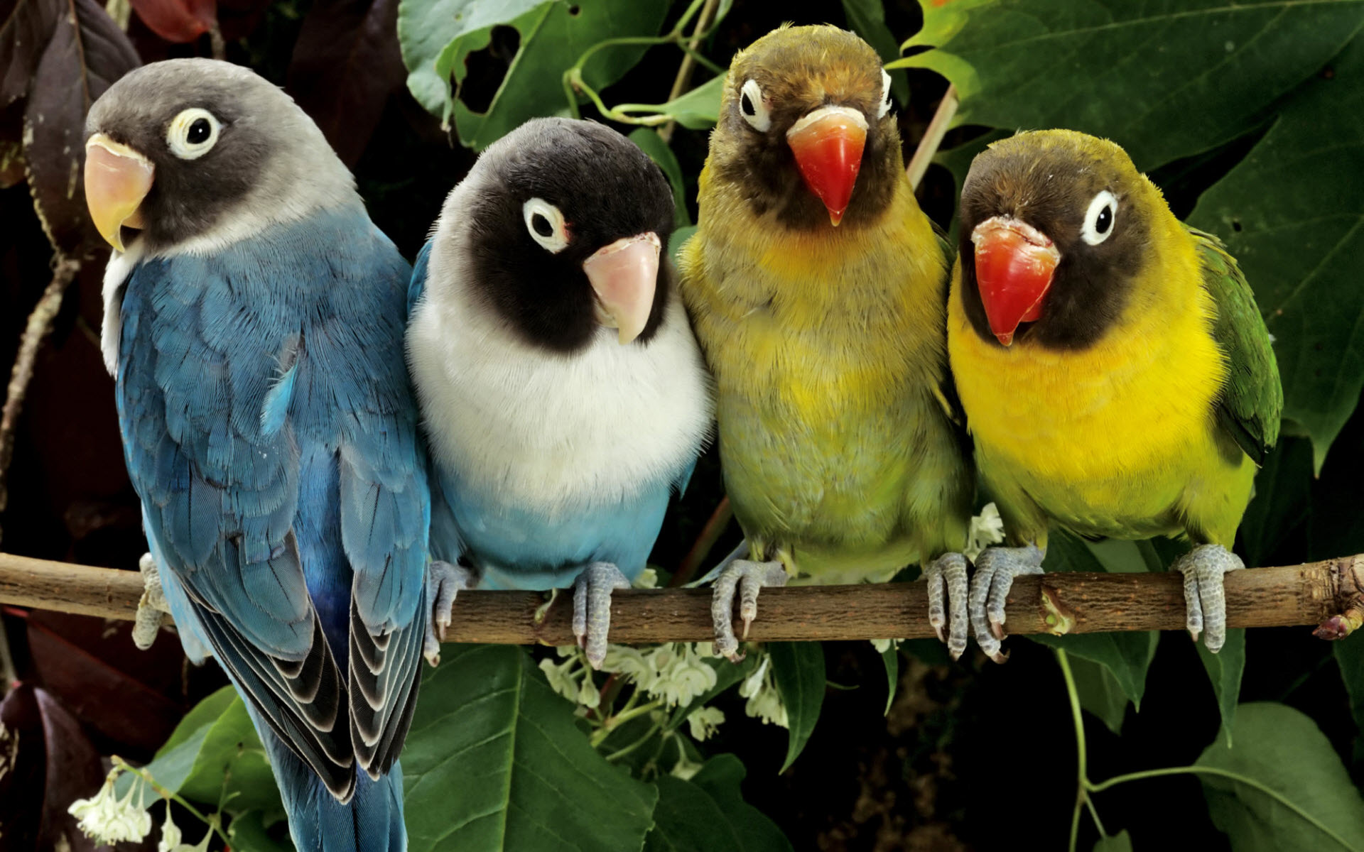Mobile Desktop Background Hd Parrots Wallpapers Free Download