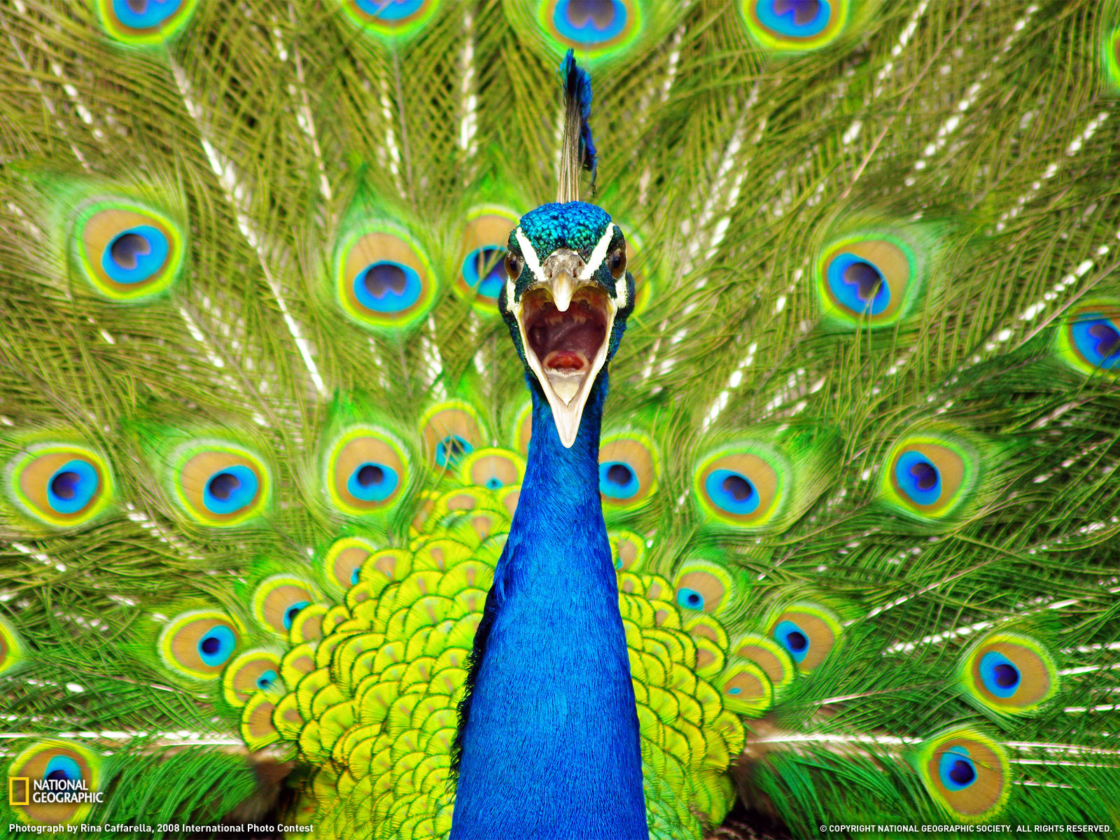 Mobile Desktop Background Hd Peacock Bird Photo