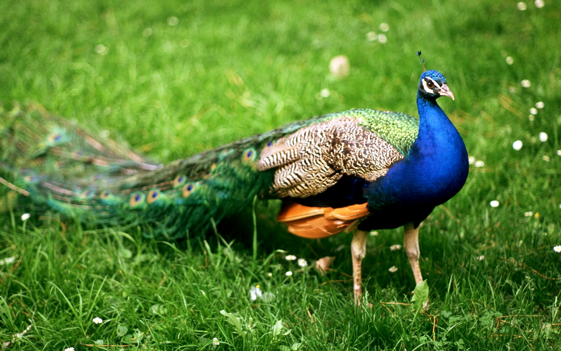 Mobile Desktop Background Hd Peacock Bird Pics Free
