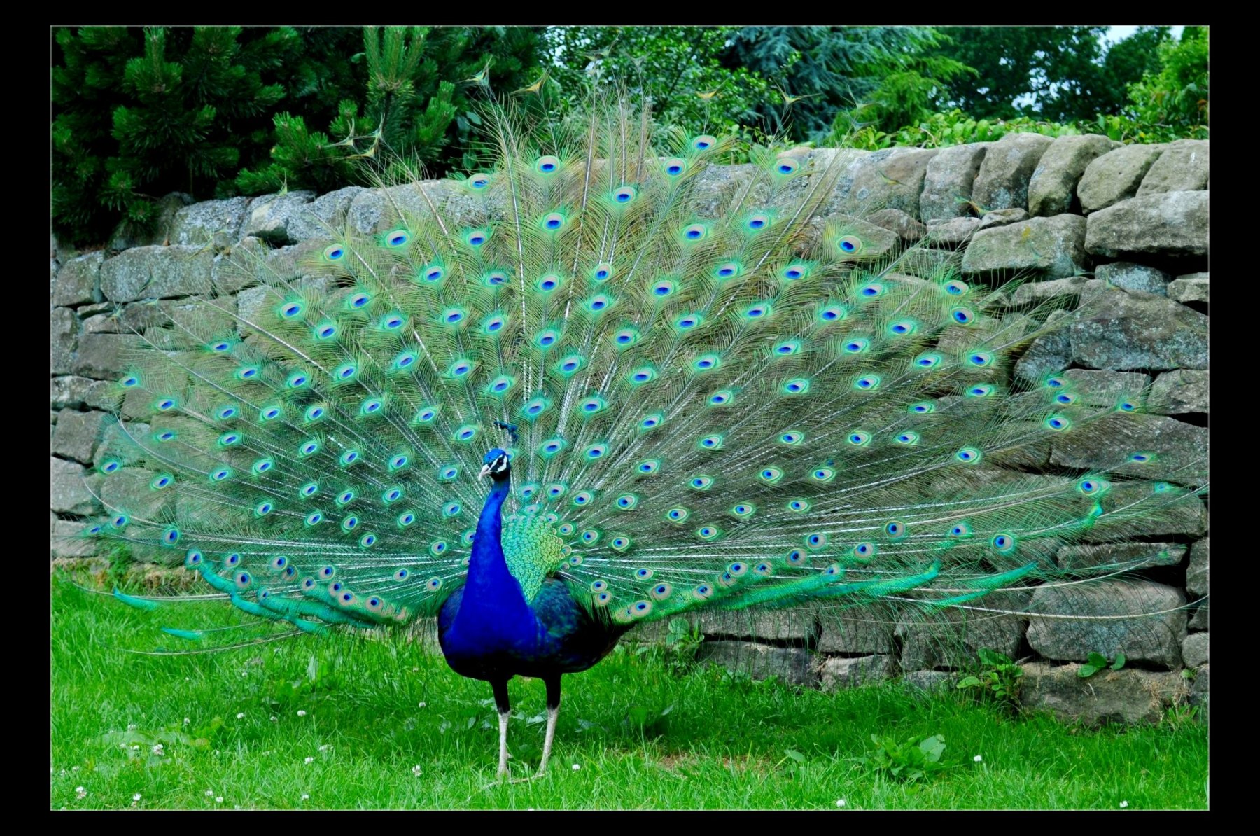 Mobile Desktop Background Hd Peacock Bird Pics