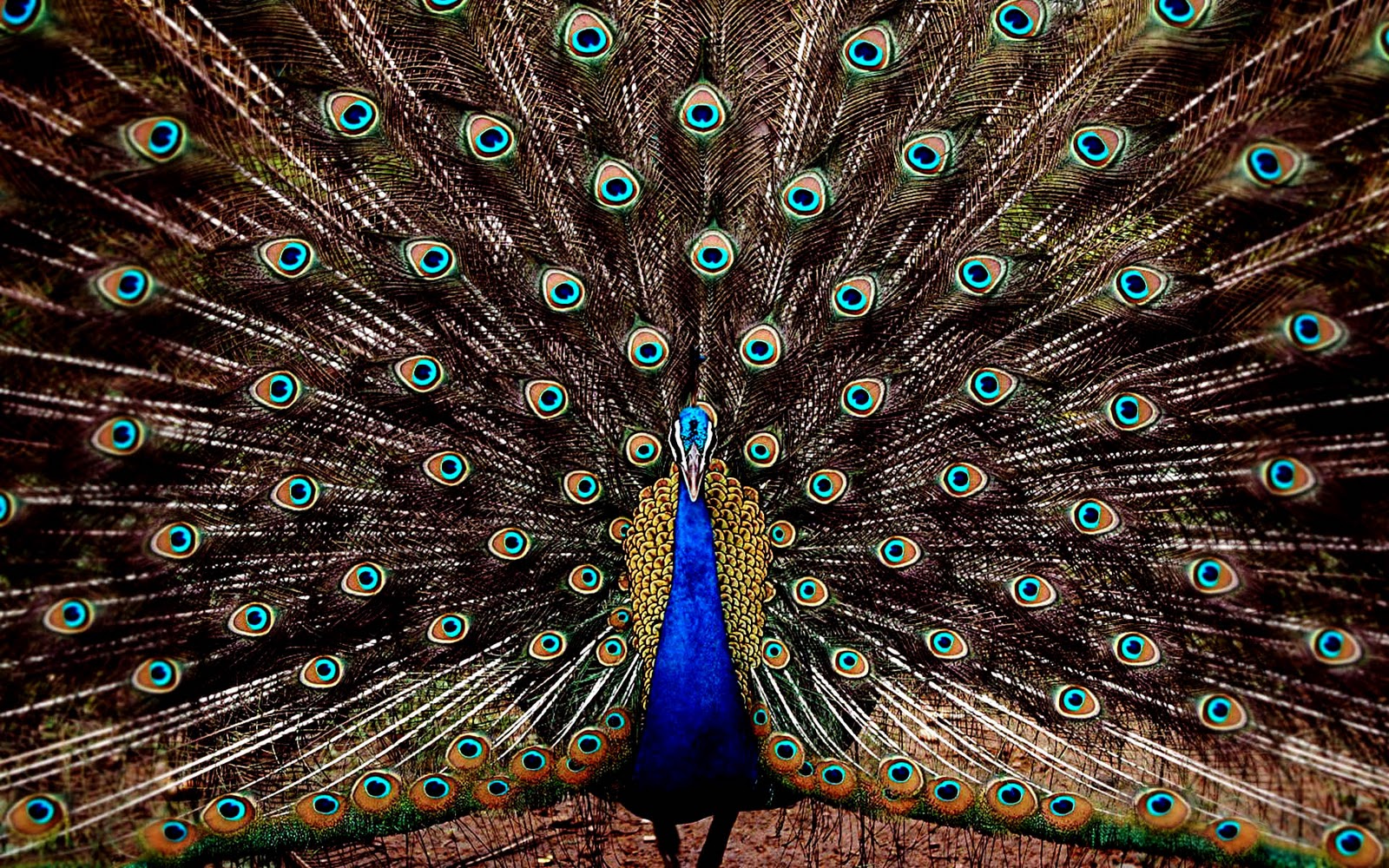Mobile Desktop Background Hd Peacock Bird Pictures