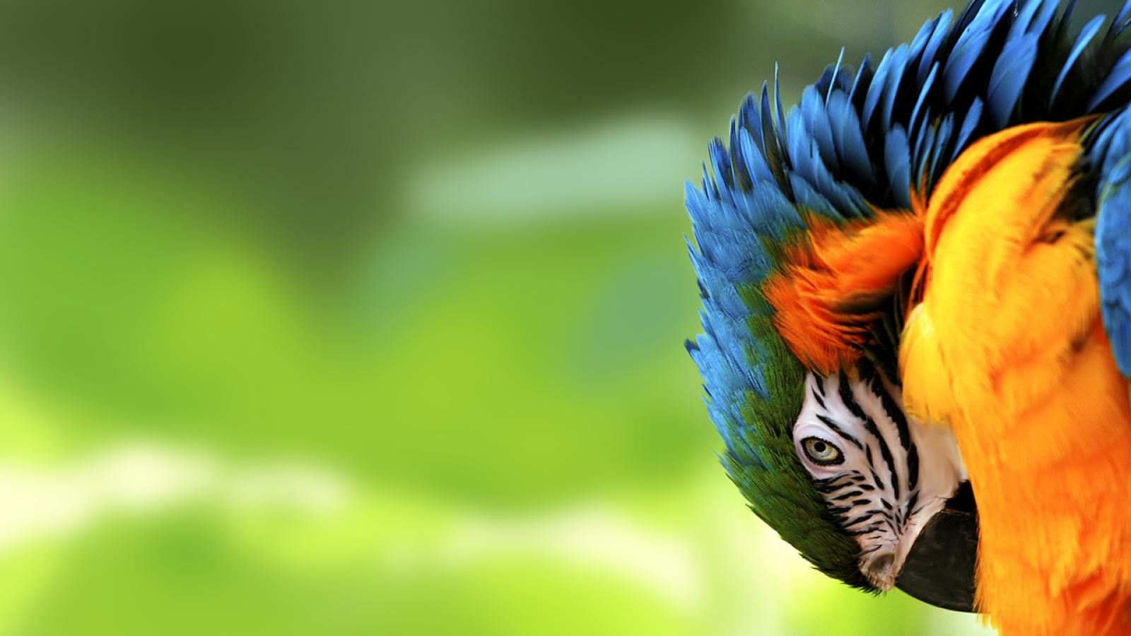 Mobile Desktop Background Hd Photo Of Parrot Bird
