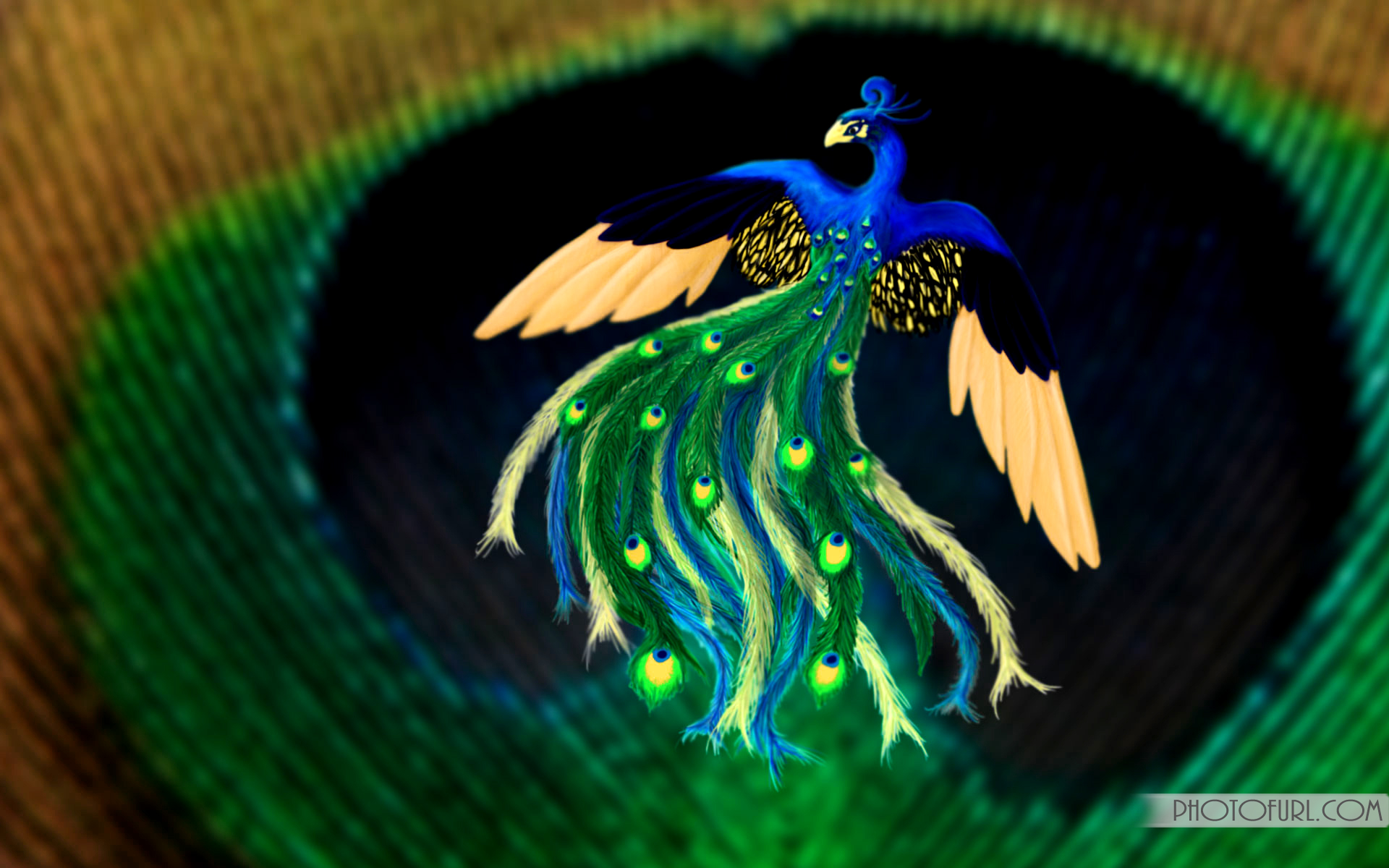 mobile desktop background hd photo peacock bird