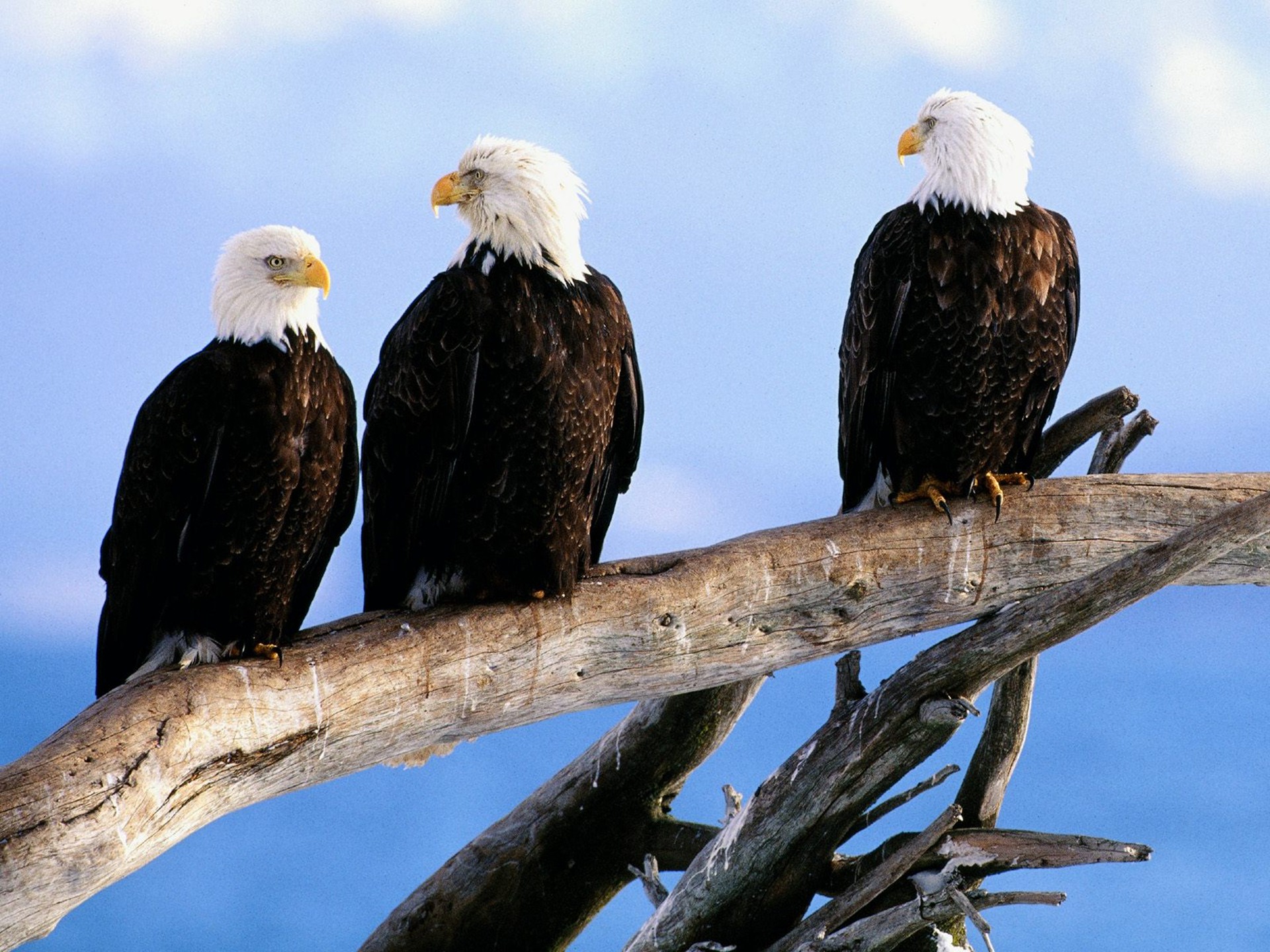 mobile desktop background hd pics of bald eagles