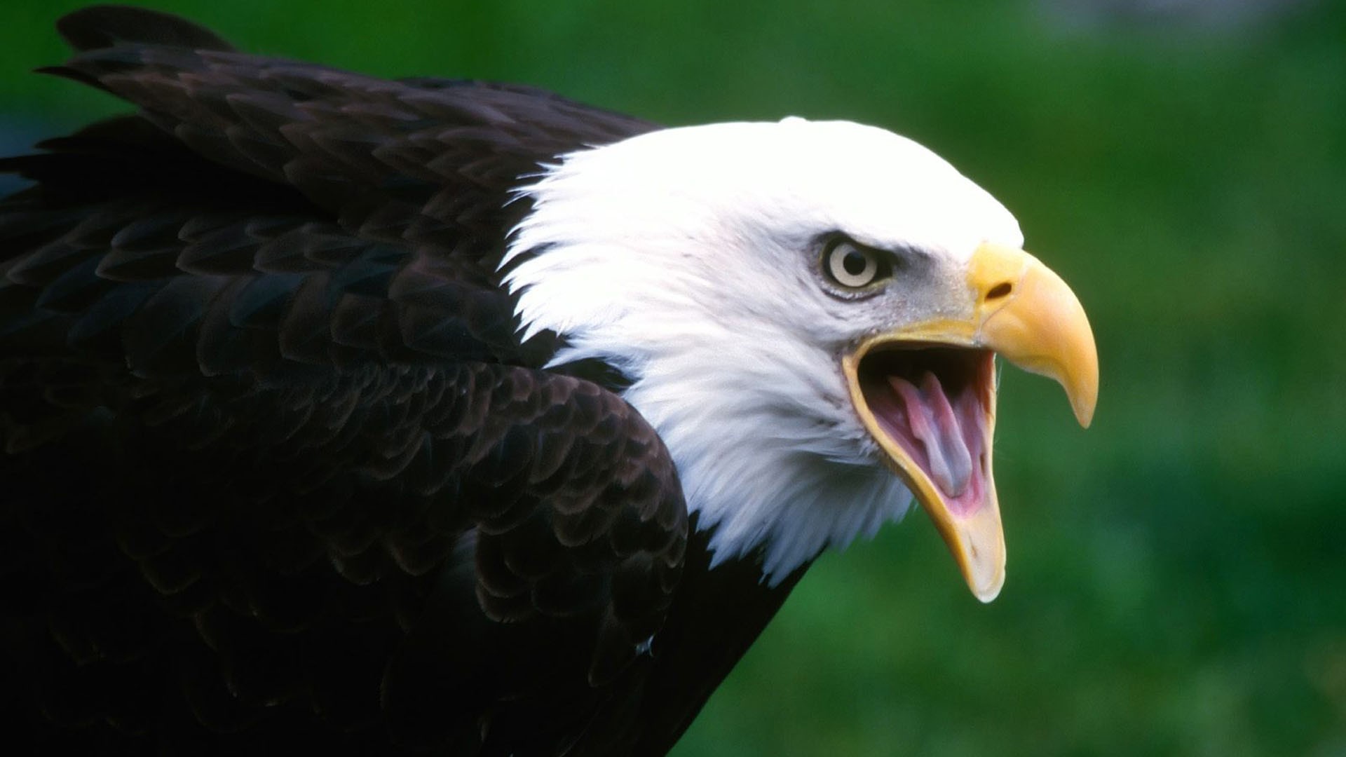 Mobile Desktop Background Hd Pics Of Eagle Birds