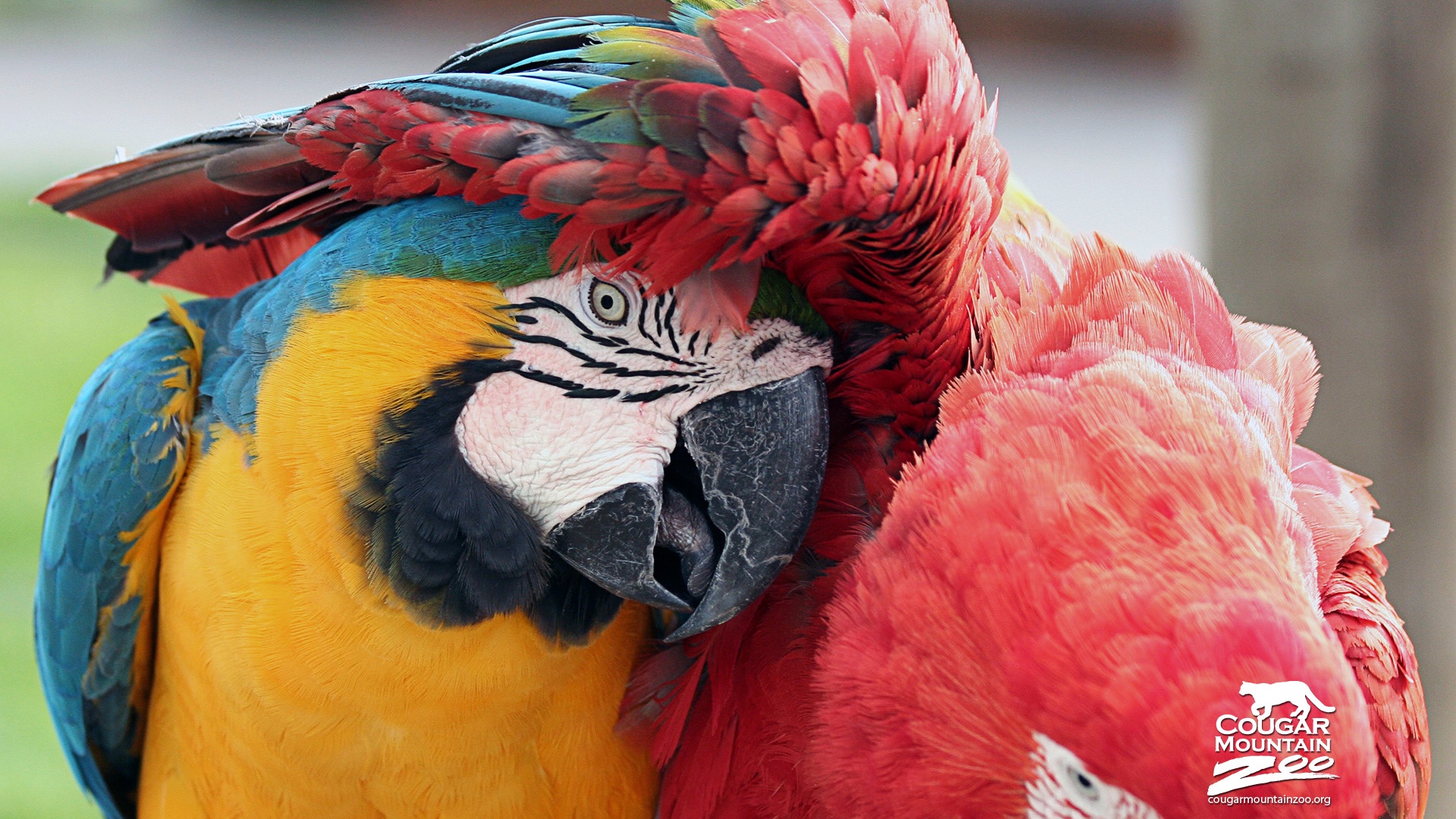 Mobile Desktop Background Hd Pics Of Macaw Birds