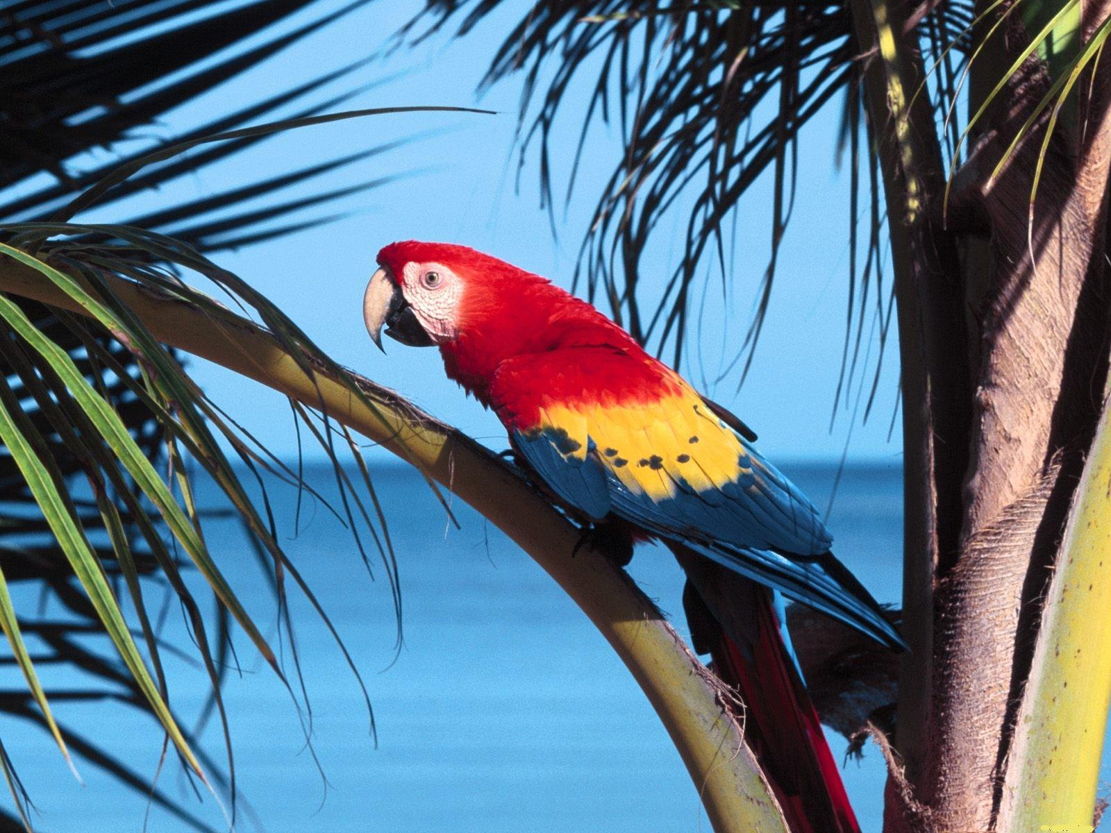 Mobile Desktop Background Hd Picture Of A Macaw Parrot