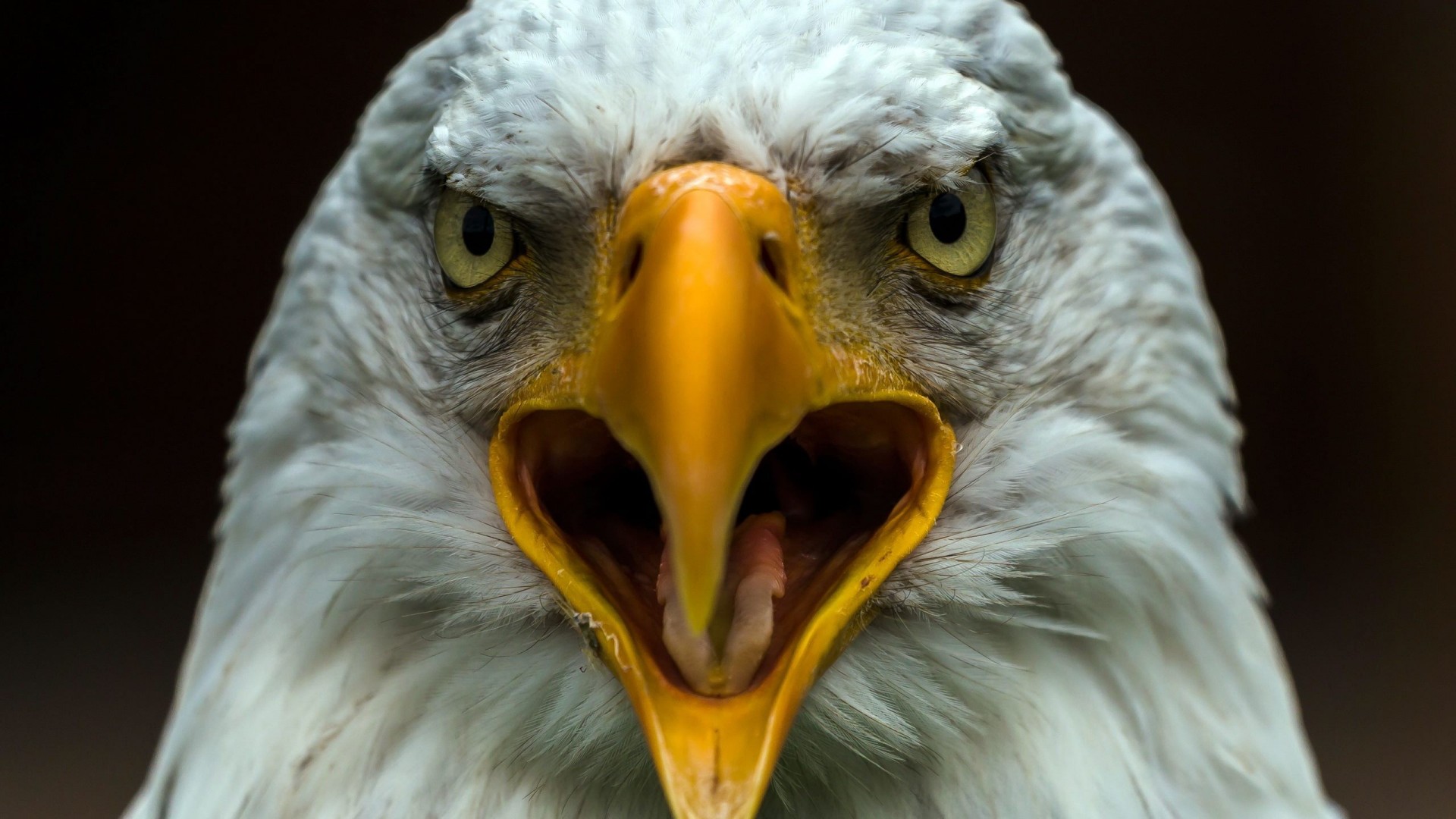 Mobile Desktop Background Hd Picture Of Bald Eagles