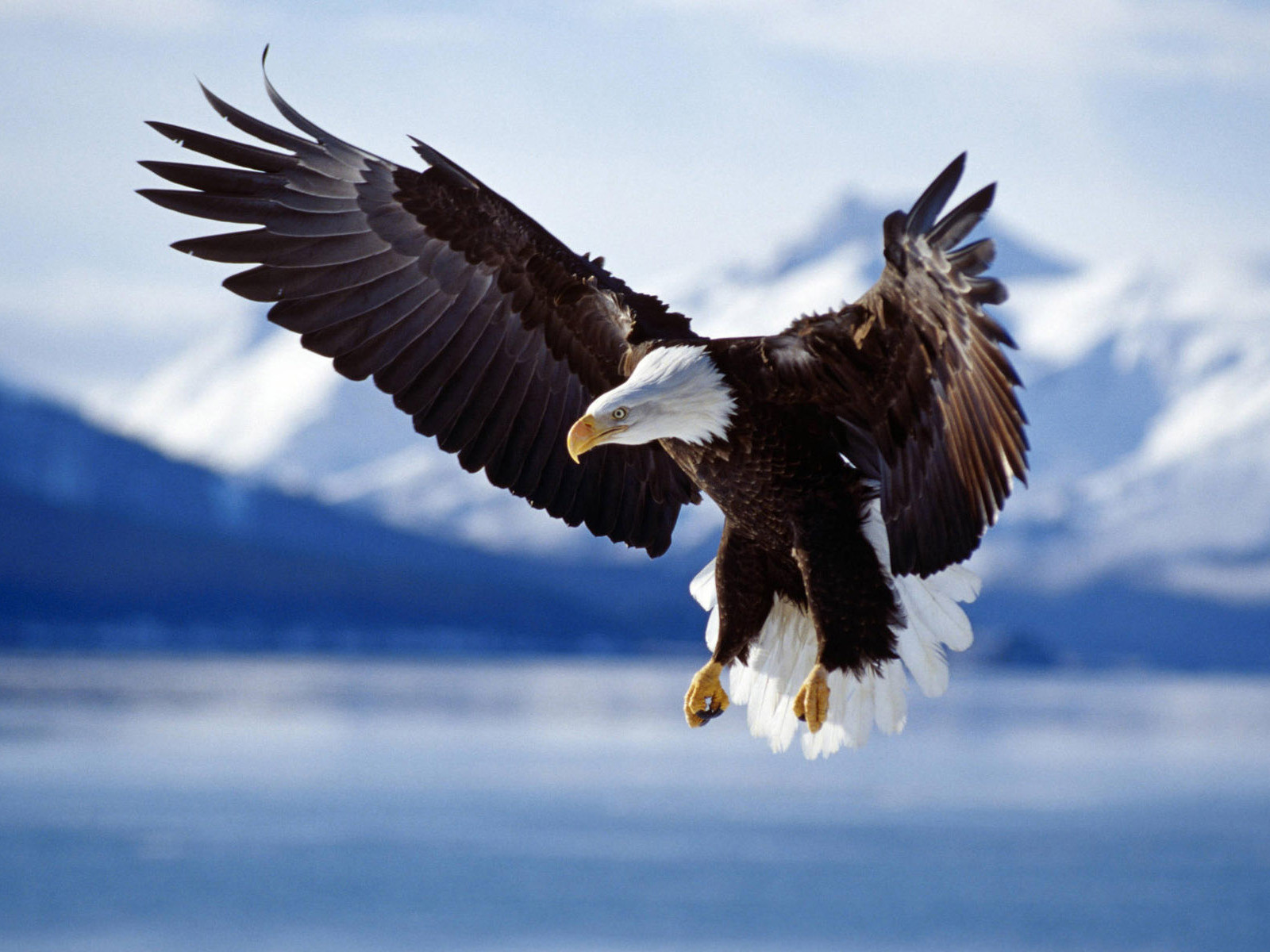 Mobile Desktop Background Hd Picture Of Eagle Flying