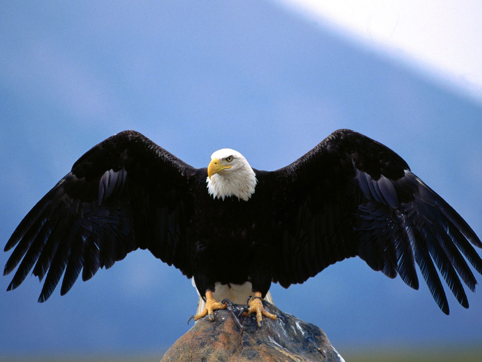 Mobile Desktop Background Hd Picture Of Eagles
