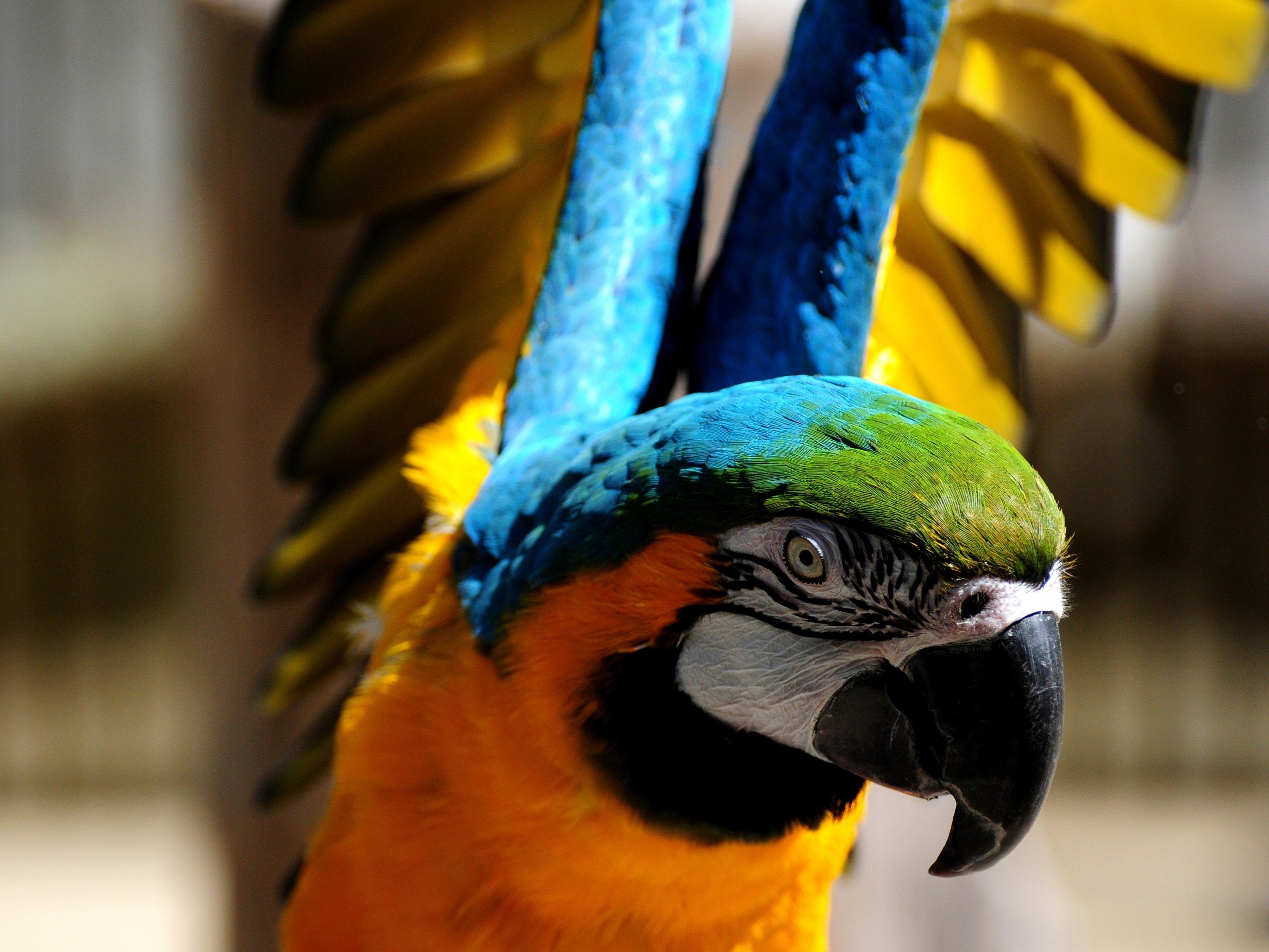 Mobile Desktop Background Hd Picture Of Parrot Bird