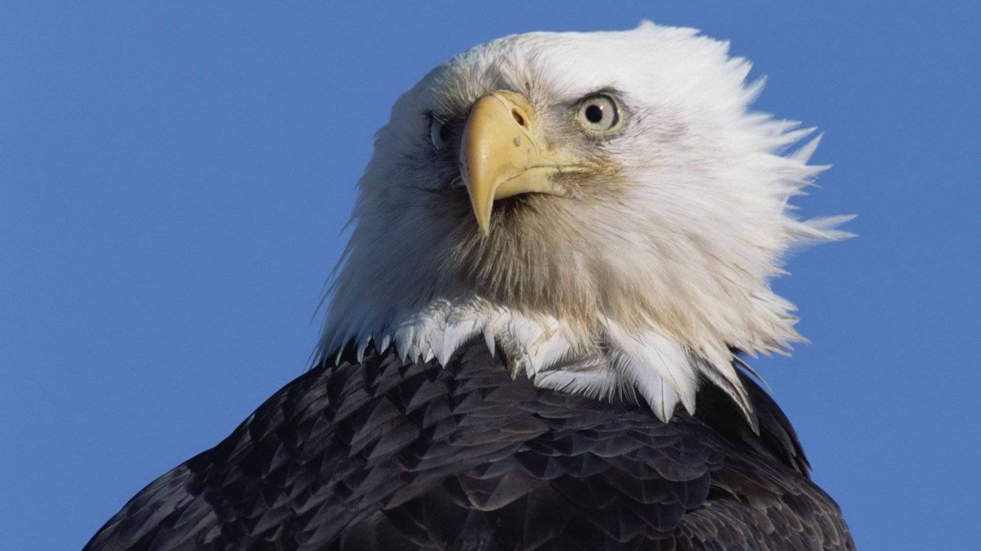Mobile Desktop Background Hd Picture Of The Bald Eagle