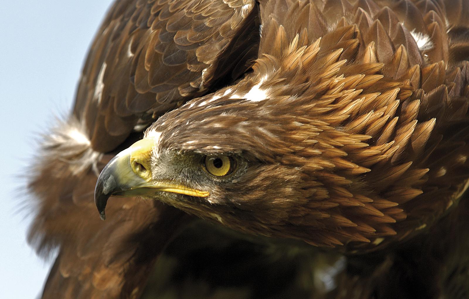Mobile Desktop Background Hd Picture Of The Eagle