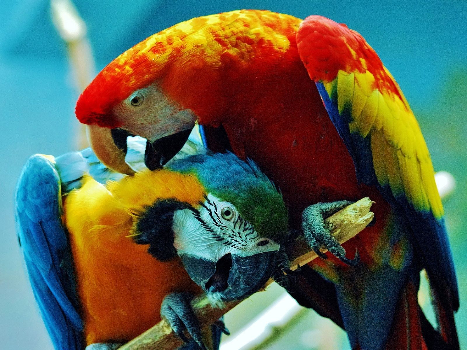 mobile desktop background hd picture parrot bird