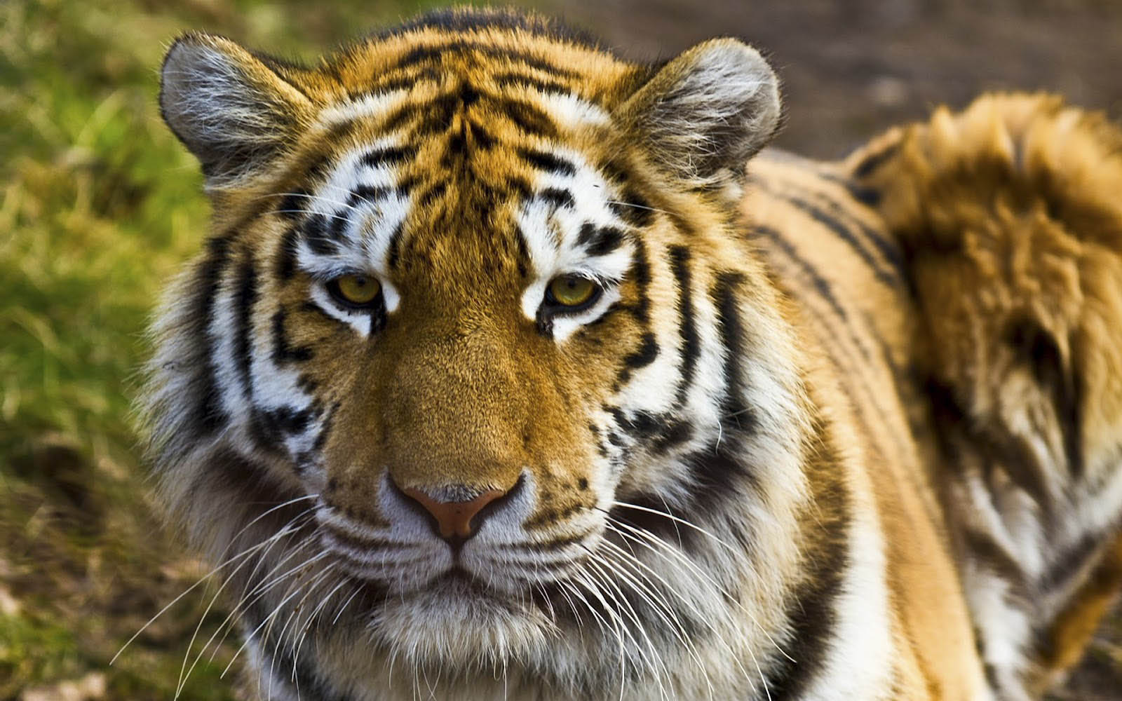 mobile desktop high quality tiger images