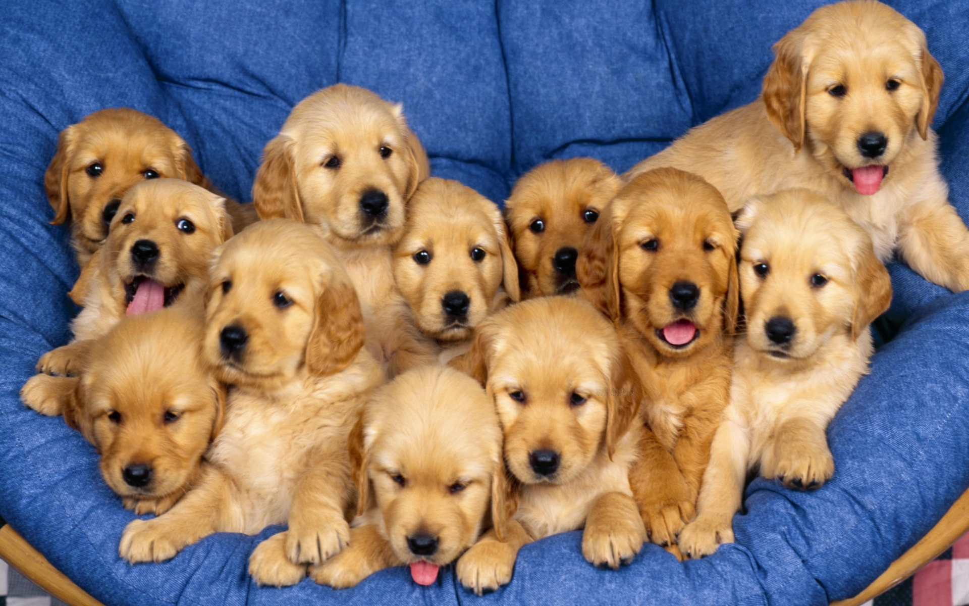 mobile desktop picture of a golden retriever dog wallpaper