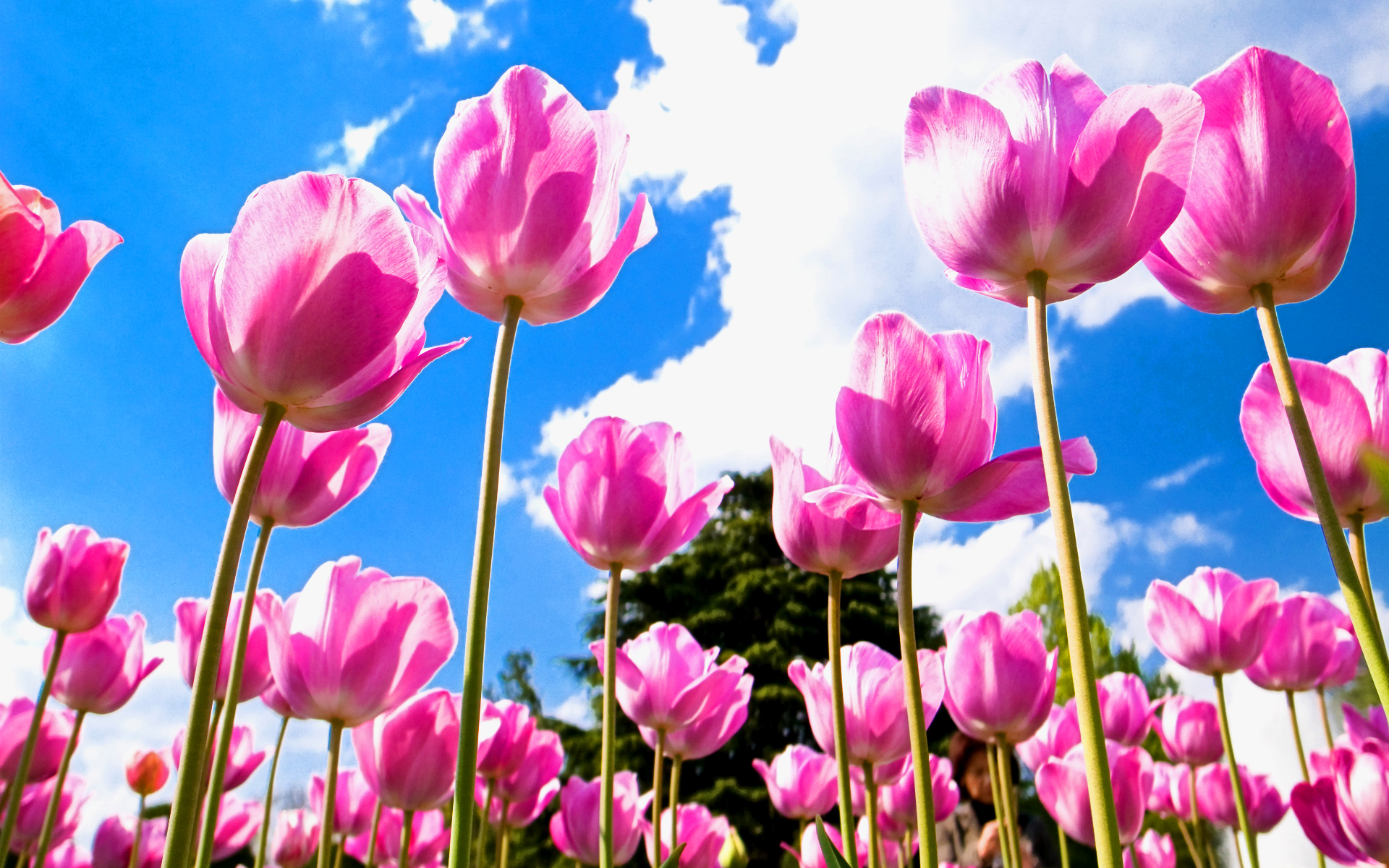 mobile hd beautiful flowers tulips background images