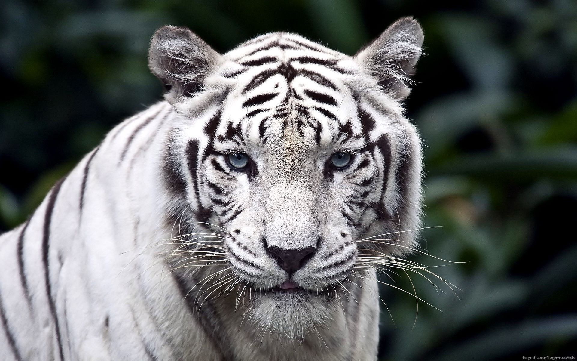mobile white tigers pics