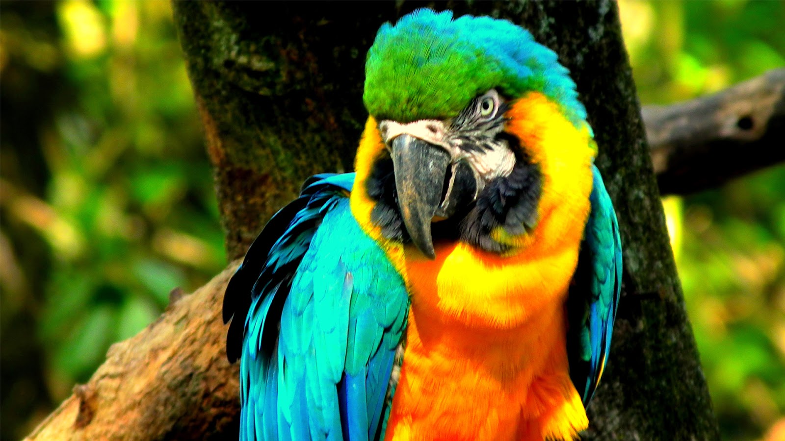 most colorful bird macaw parrot image download