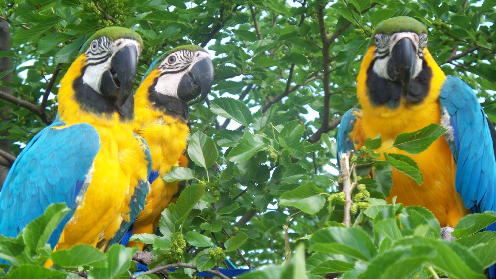 most colorful bird nice parrots pictures download