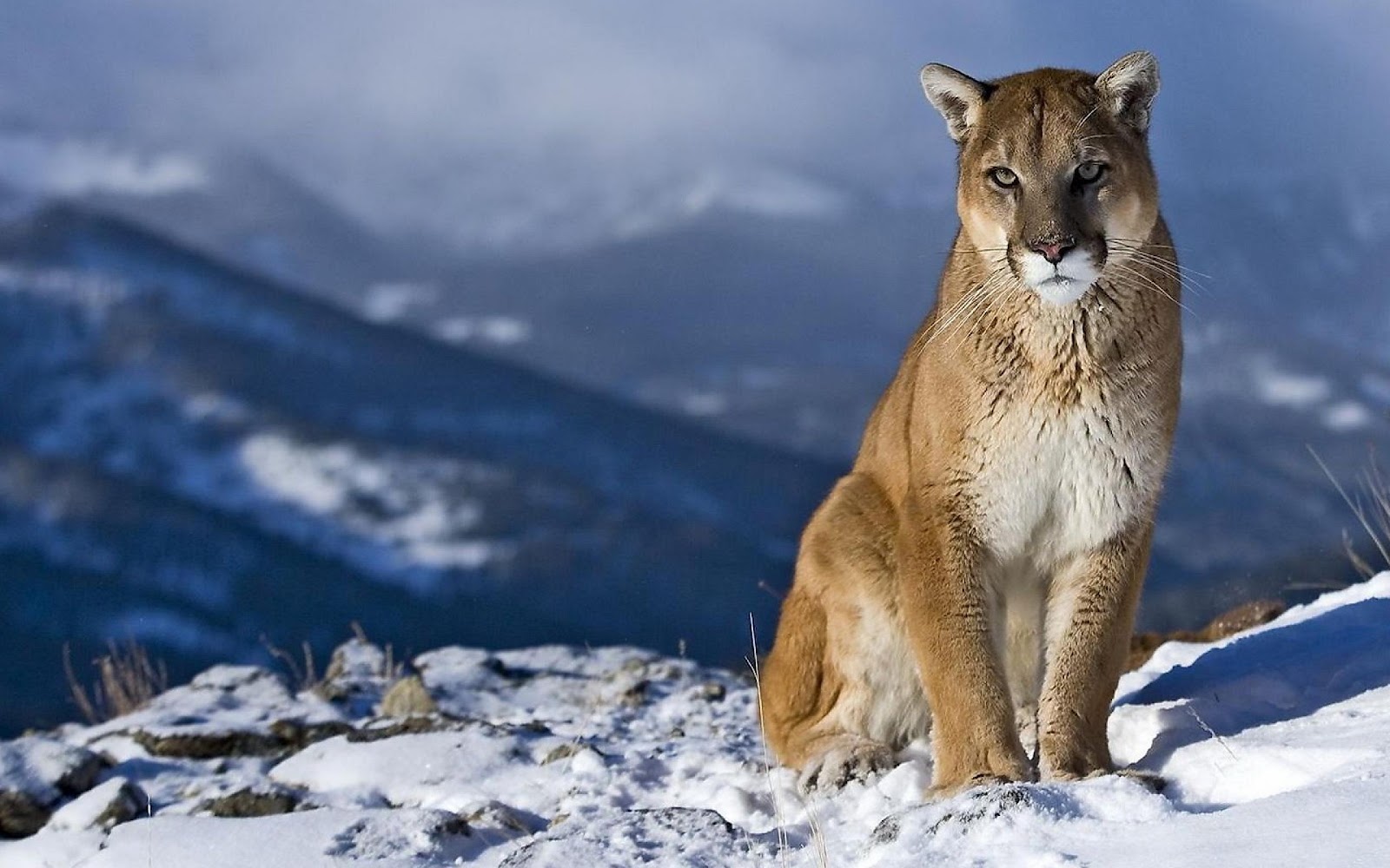 Mountain Lion Desktop Pictures Download