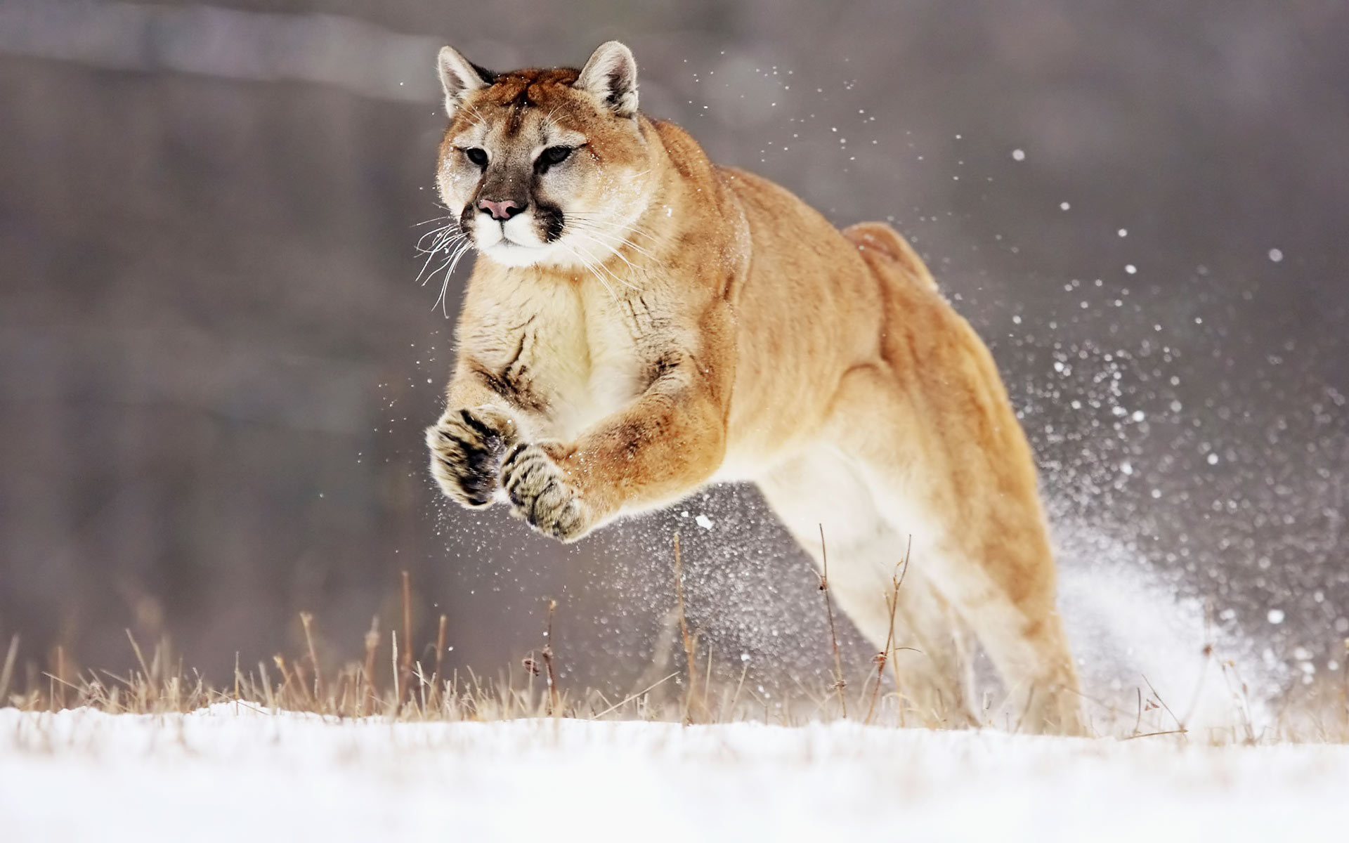 mountain lion pictures and facts download