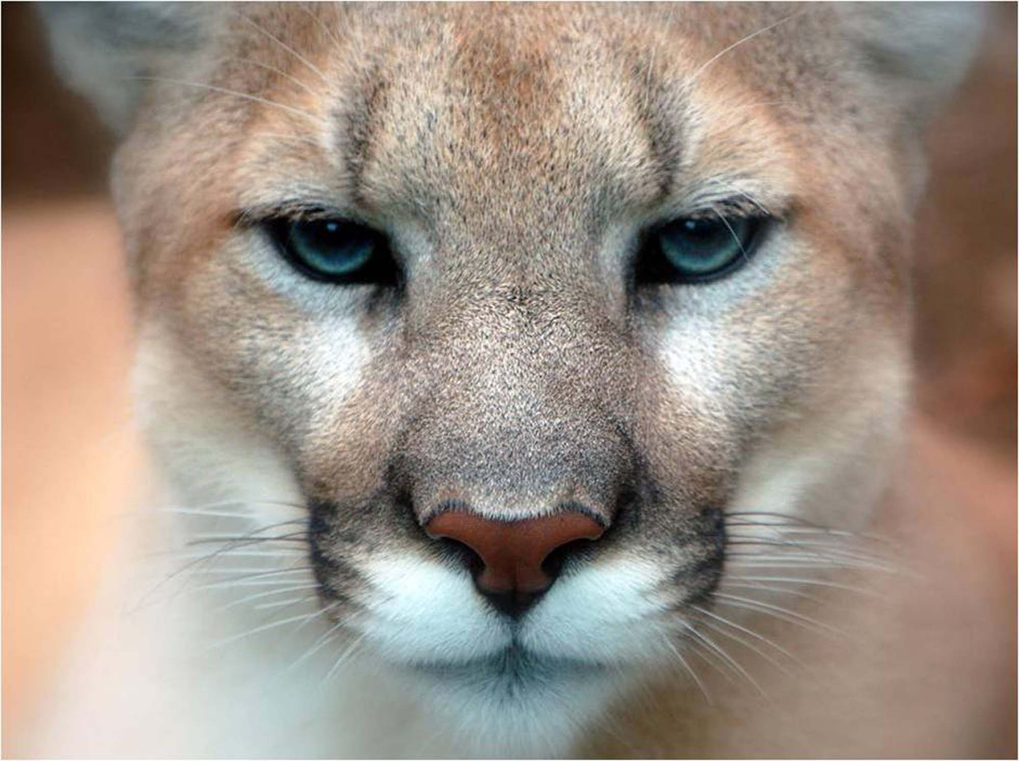 Mountain Lions Pictures Download