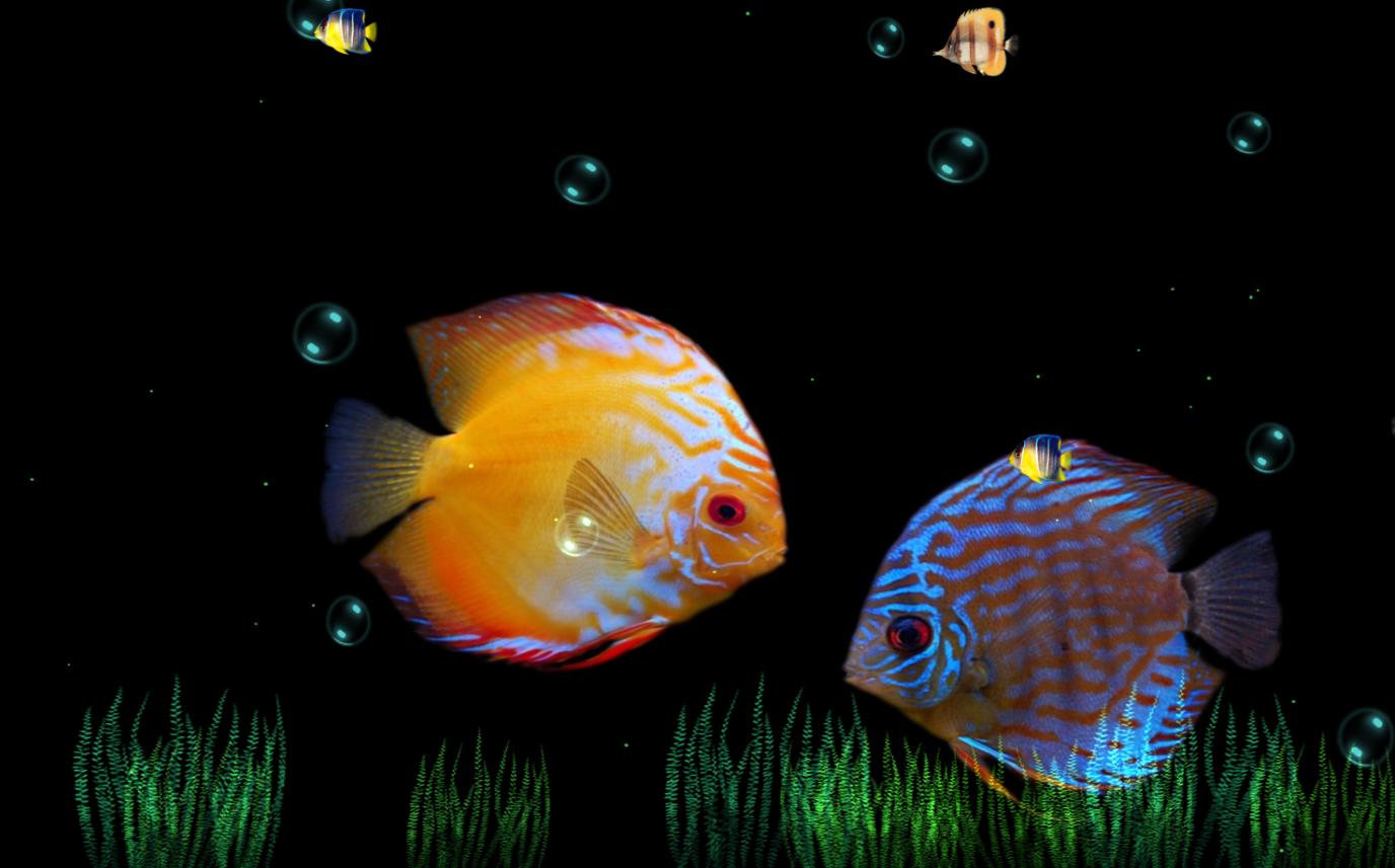 moving fish backgrounds download