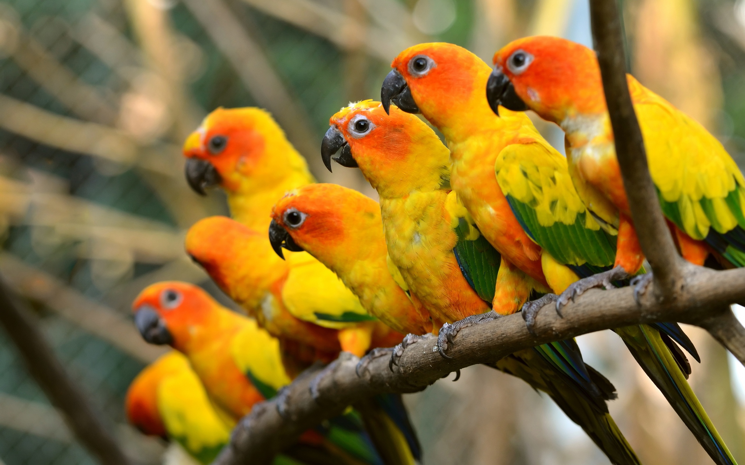 parrot beautiful pics download