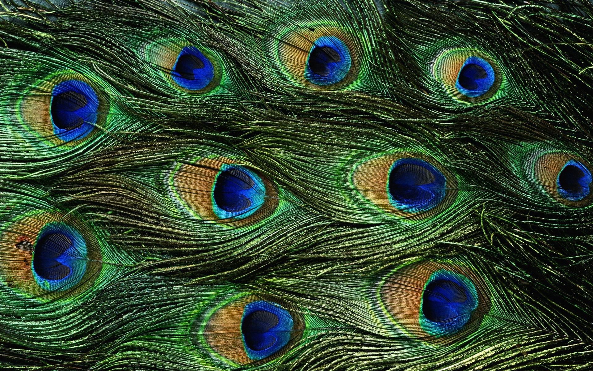 peacock bird pics gallery download