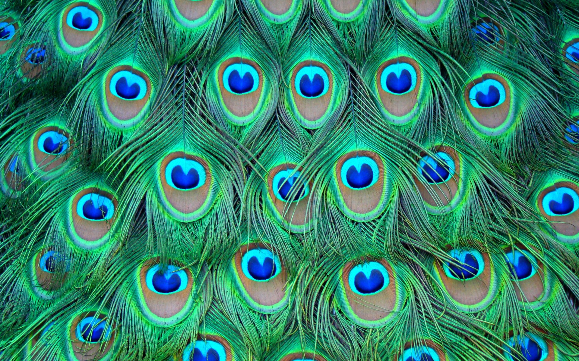 peacock bird wallpaper download