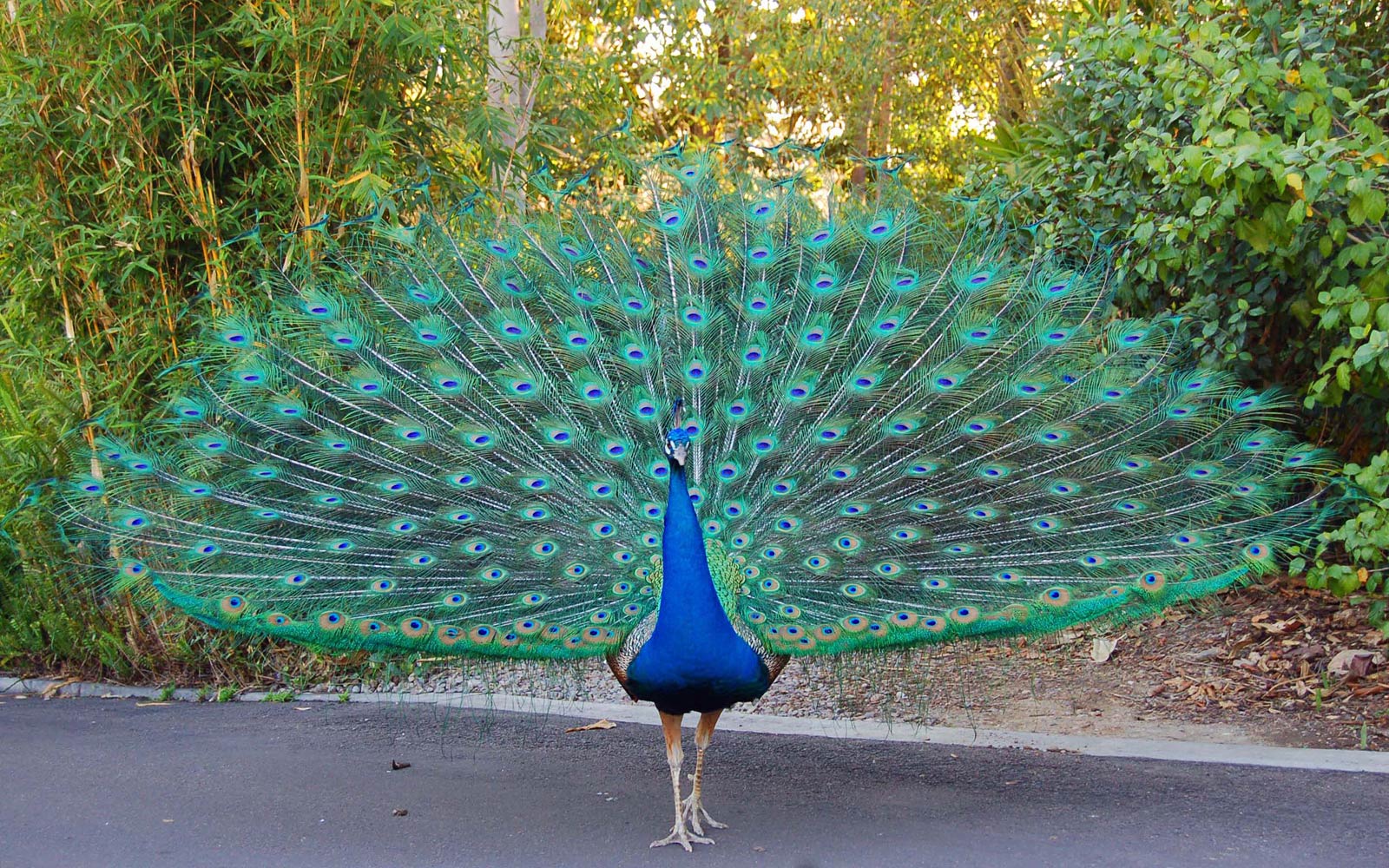peacock images wallpaper download
