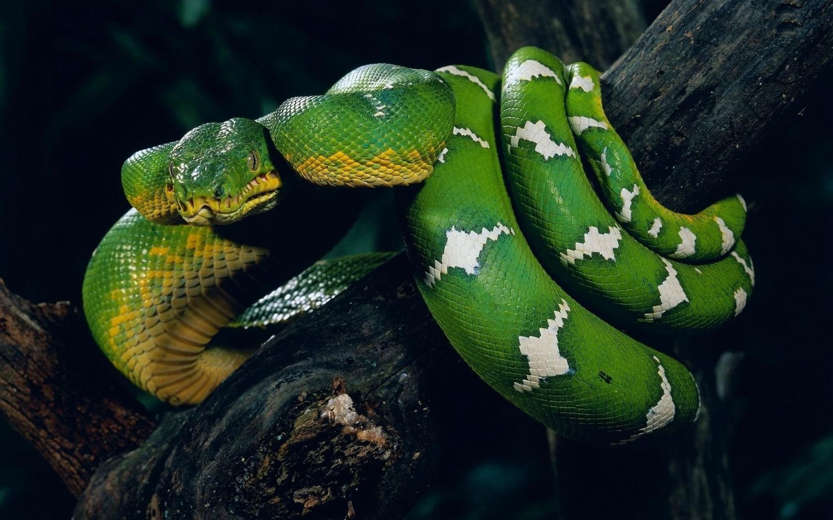 pics of green anaconda snakes download