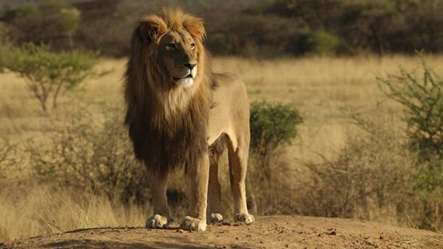 Picture Of A Female Lion Download