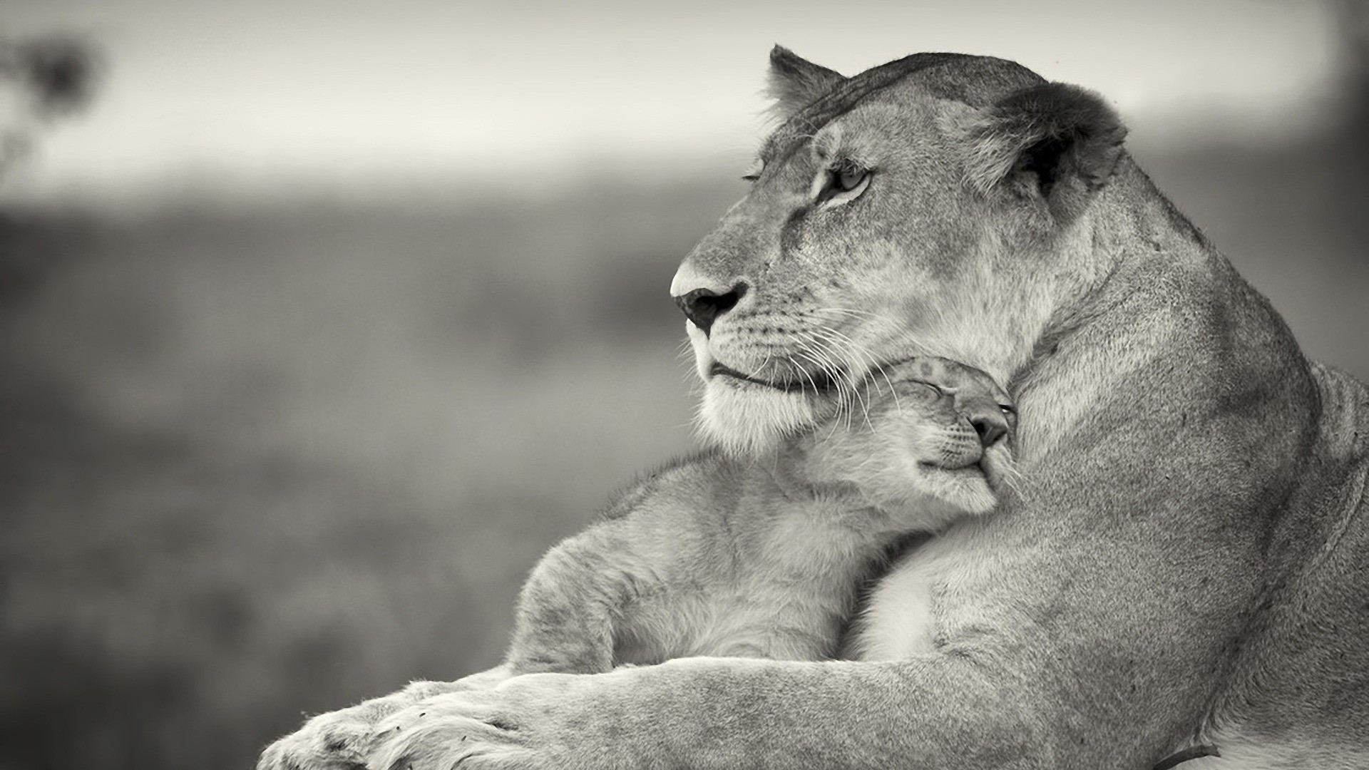 Picture Of Lion And Cub Download