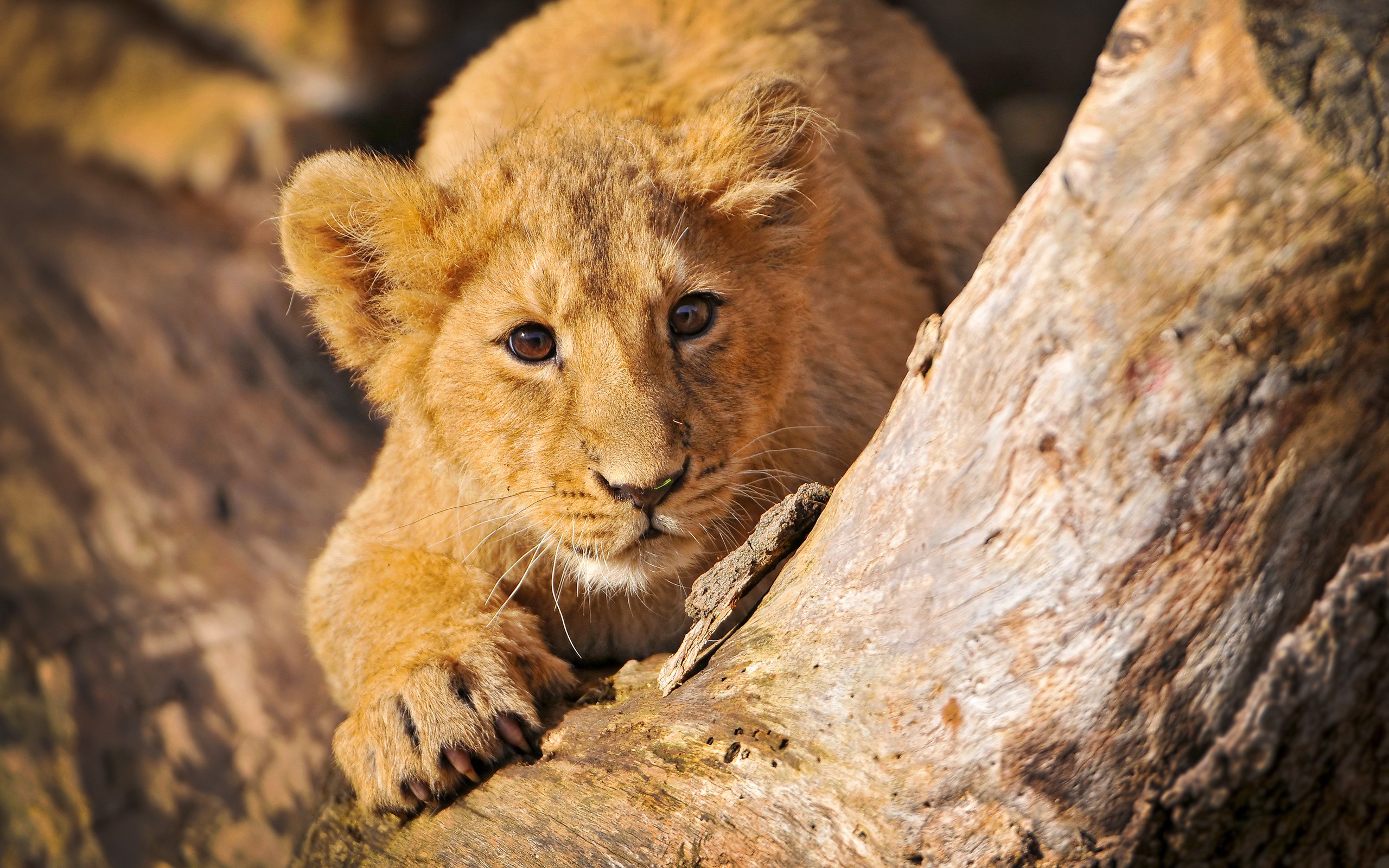 Pictures Of A Lion Cub Download