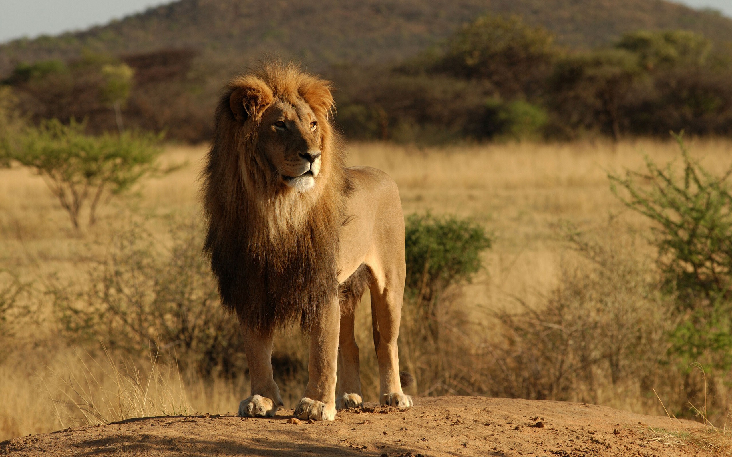 pictures of african lion download