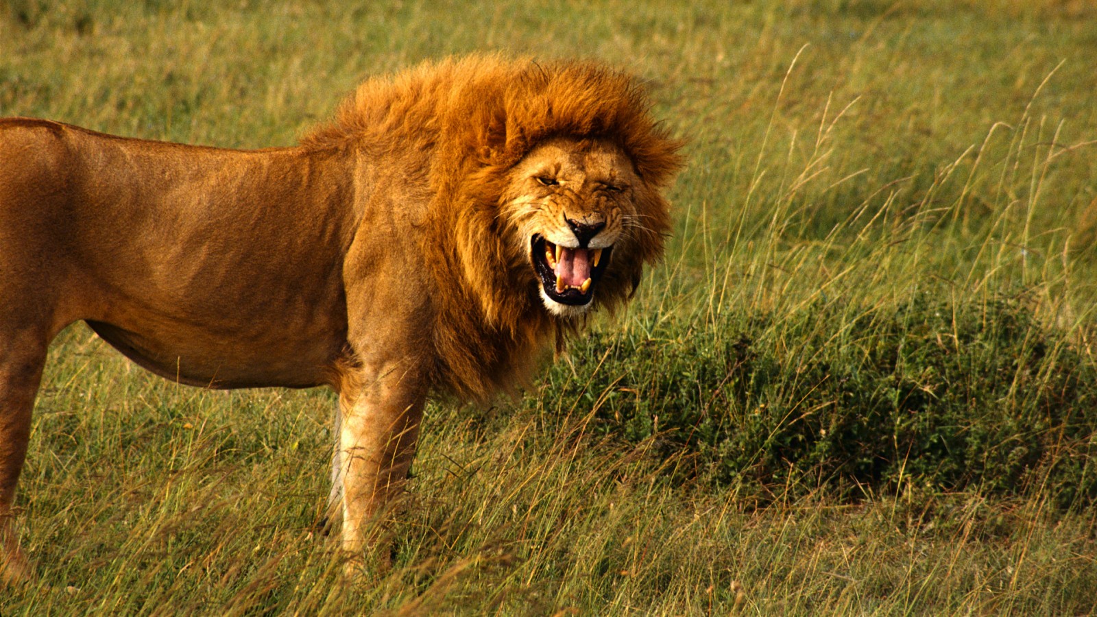 pictures of angry lions download