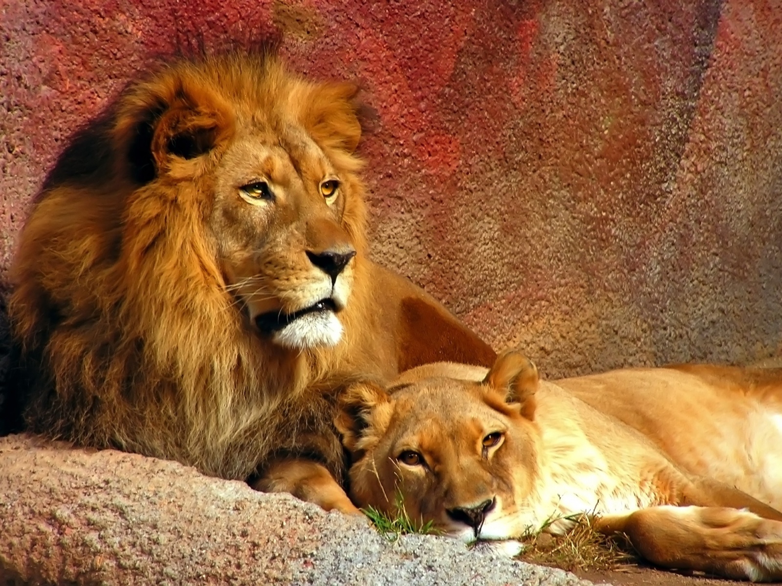 pictures of female lions and cubs download