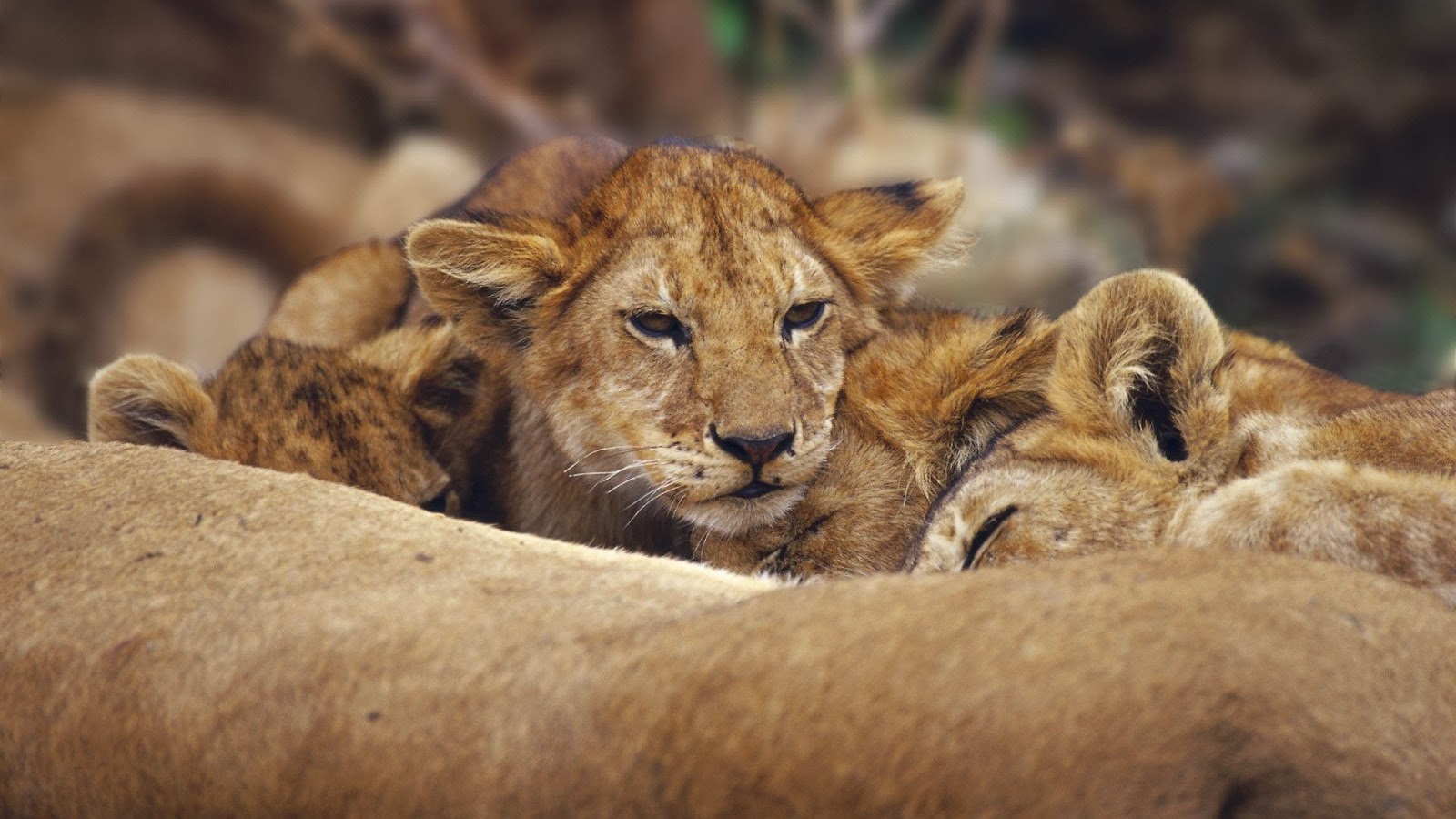 pictures of lions and cubs download