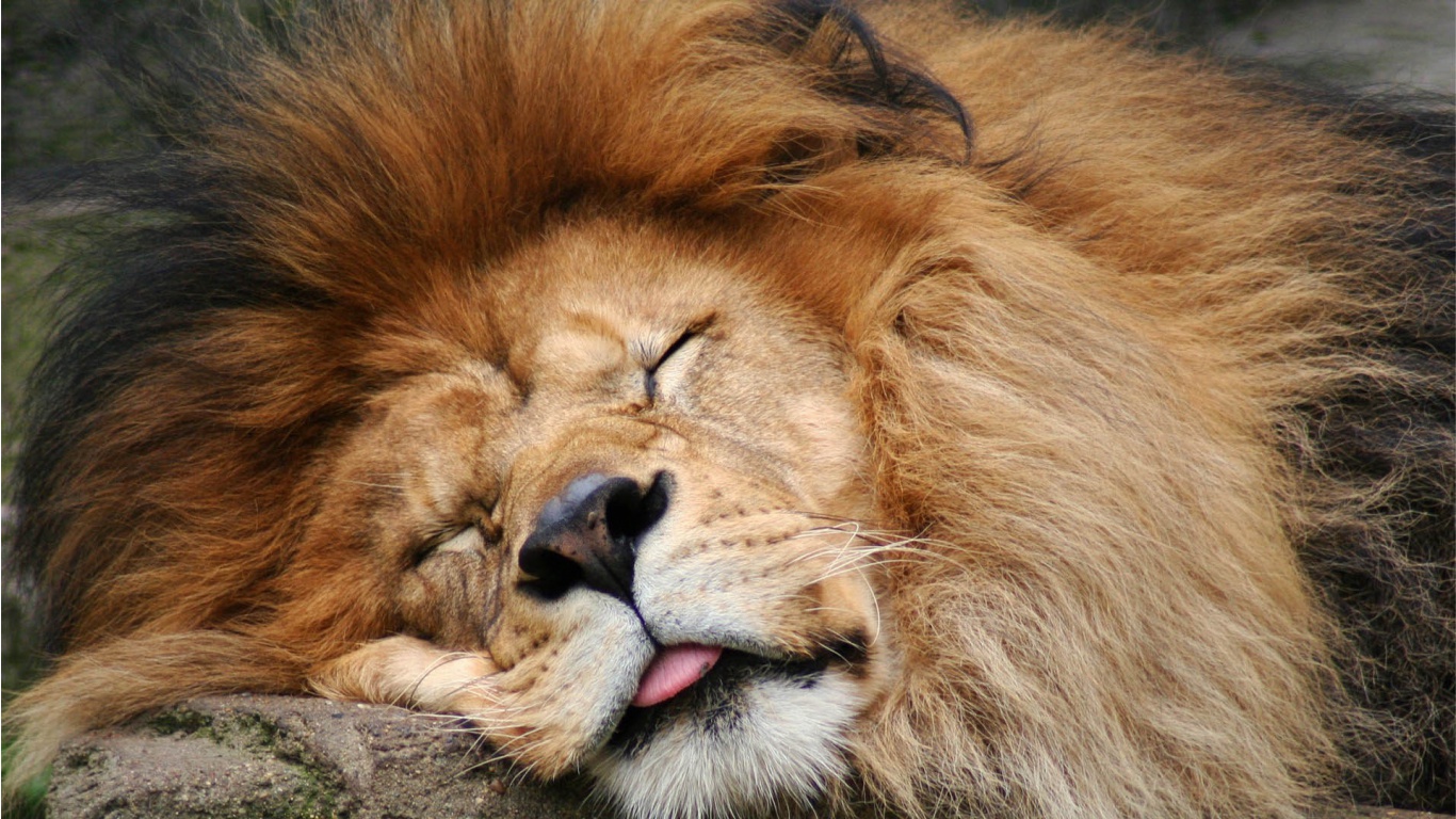 Sleeping Lion Pictures Download