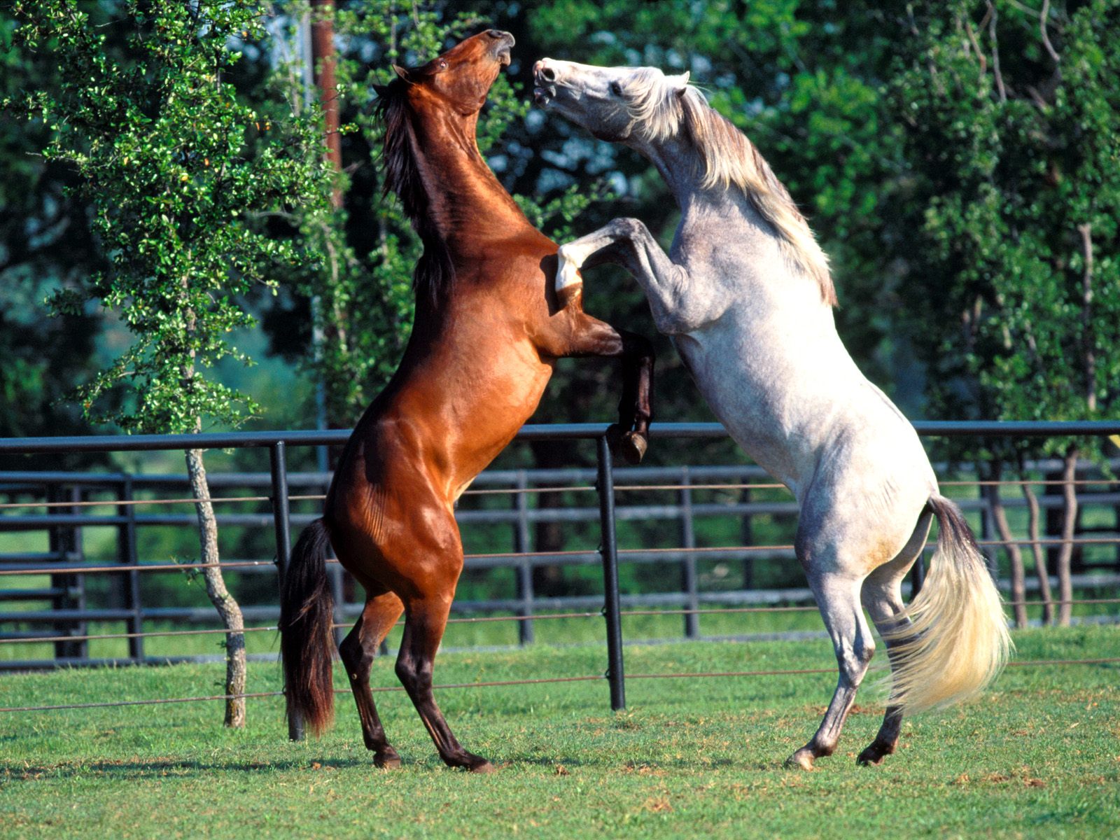 stunning brown white riding horses fighting hd images download