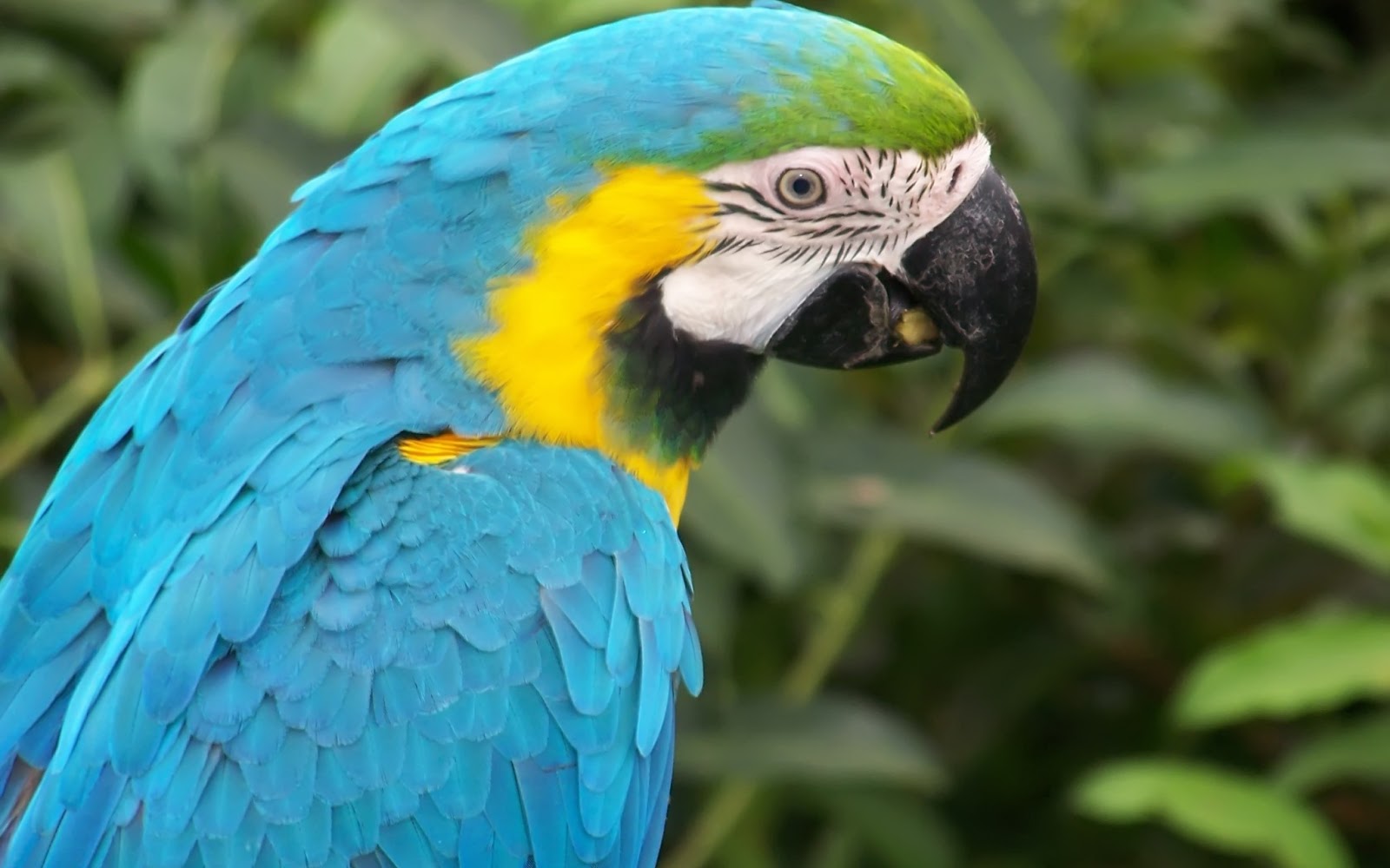 superb blue parrot hd wallpapers free download