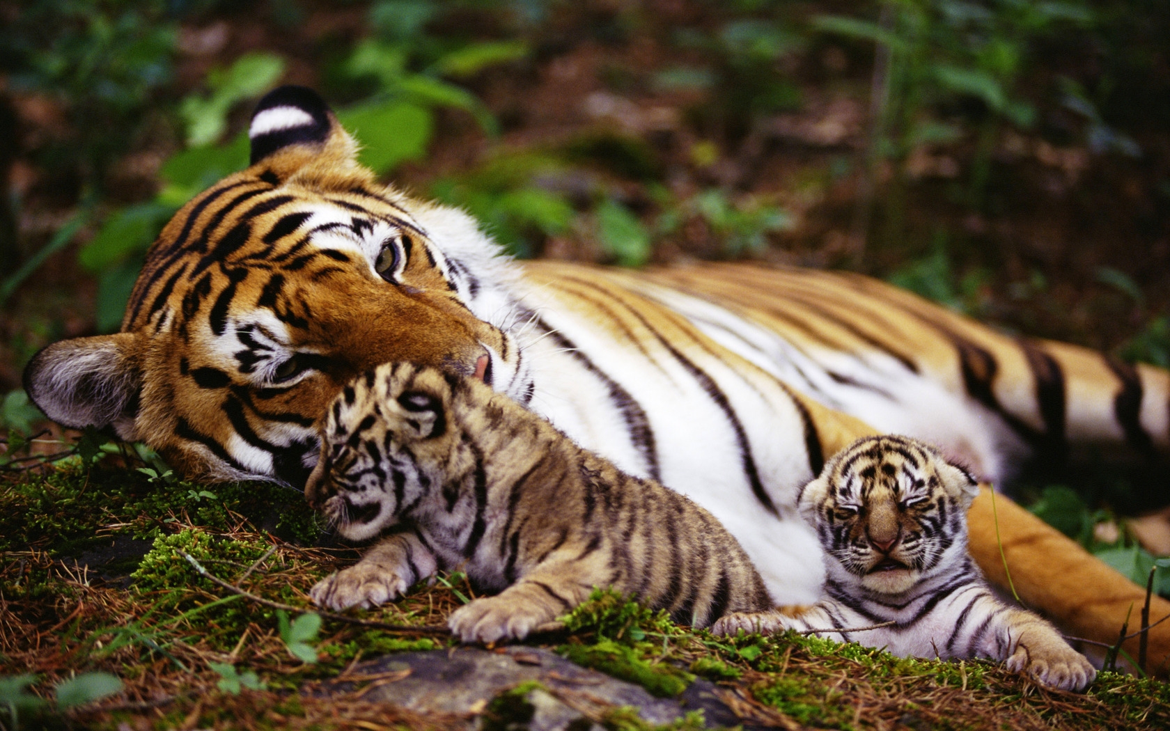 tiger cubs wallpaper download