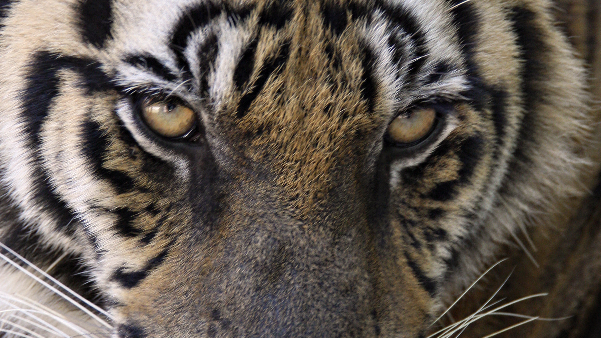 Tiger eye wallpaper by BtsxChimmy - Download on ZEDGE™ | 1ba7