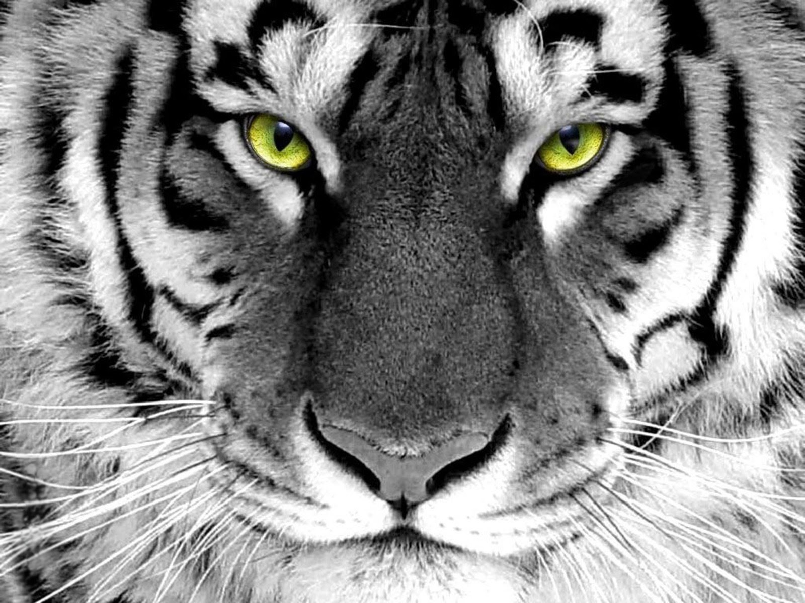 tiger face picture download