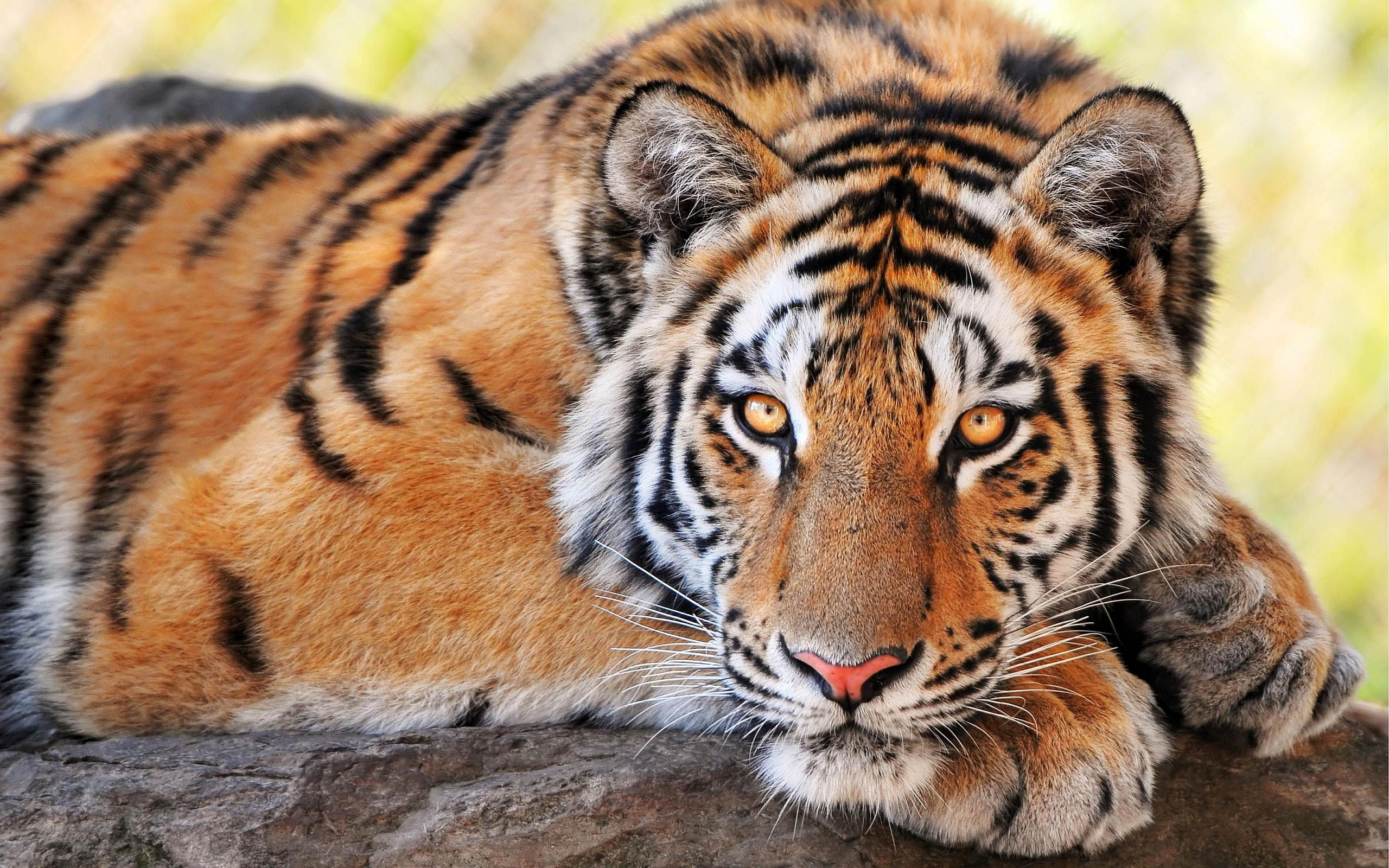 tiger facts and pictures download