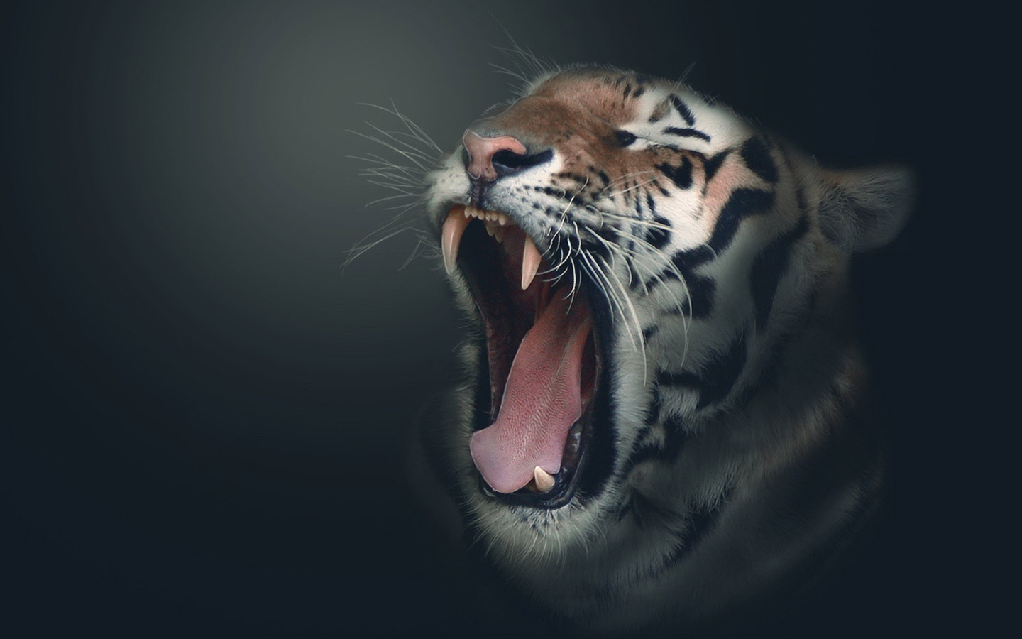 Hair Head Bengal Tiger Live Wallpaper  free download