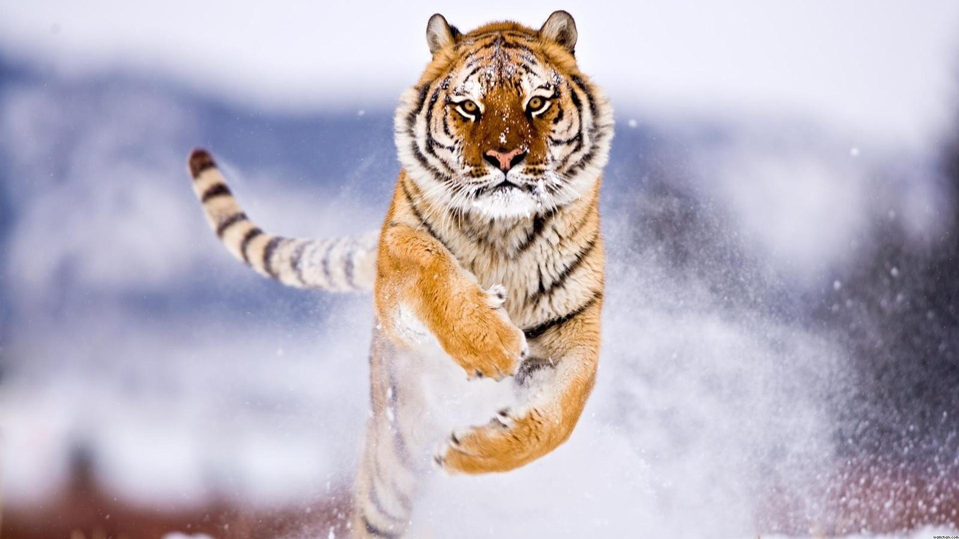 Tiger High Quality Wallpaper Download