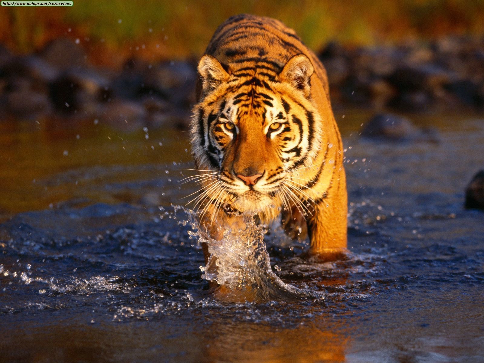 Tiger Hunting Wallpaper Download